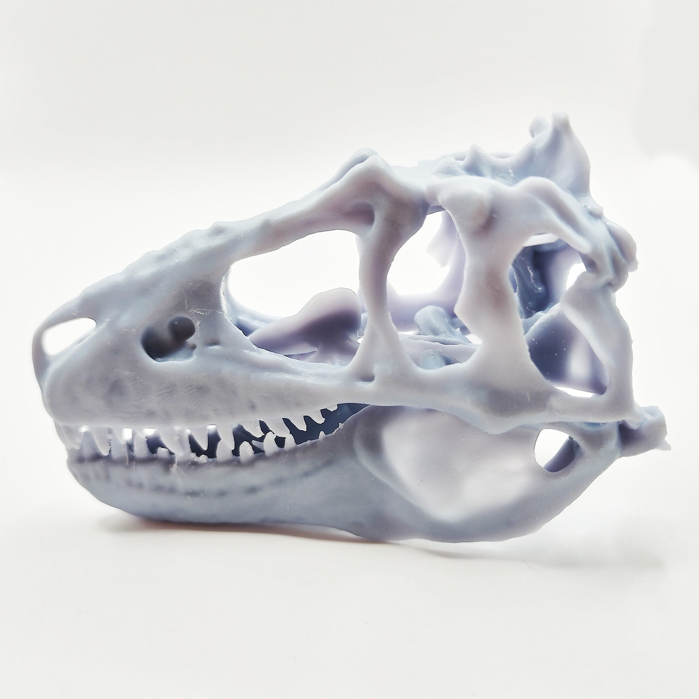 T-Rex (young) Cranium Dinosaur Skull Replica - 1:24 Scale for diorama, miniature horror scenes, dollhouse, curio cabinet