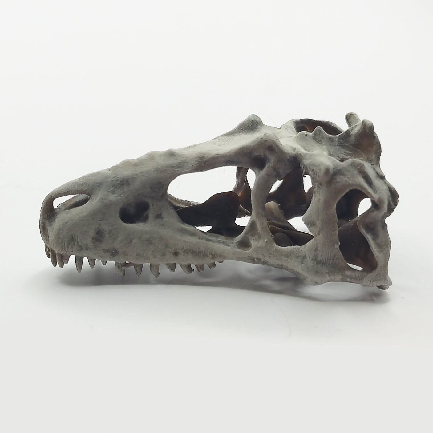 T-Rex (young) Full Dinosaur Skull Replica - 1:12 Scale for diorama, miniature horror scenes, dollhouse, curio cabinet