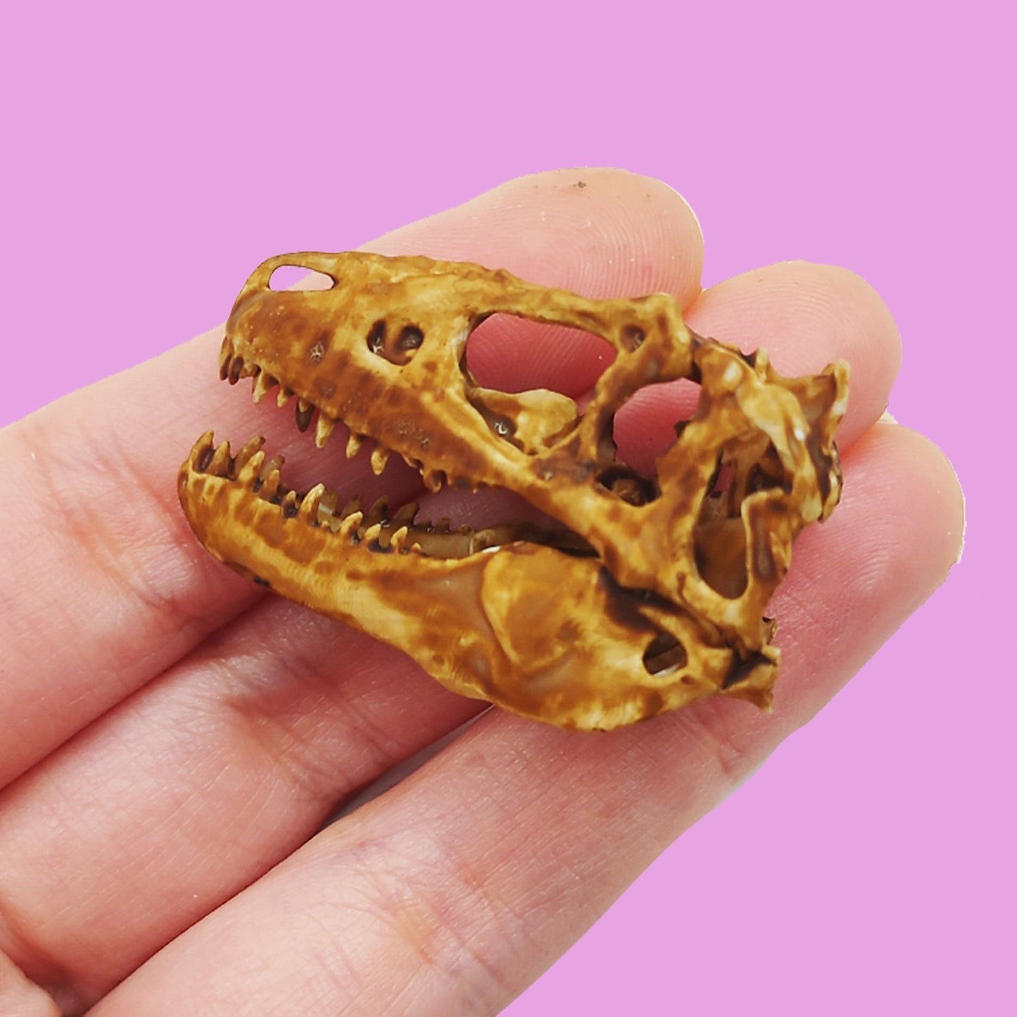T-Rex (young) Cranium Dinosaur Skull Replica - 1:24 Scale for diorama, miniature horror scenes, dollhouse, curio cabinet