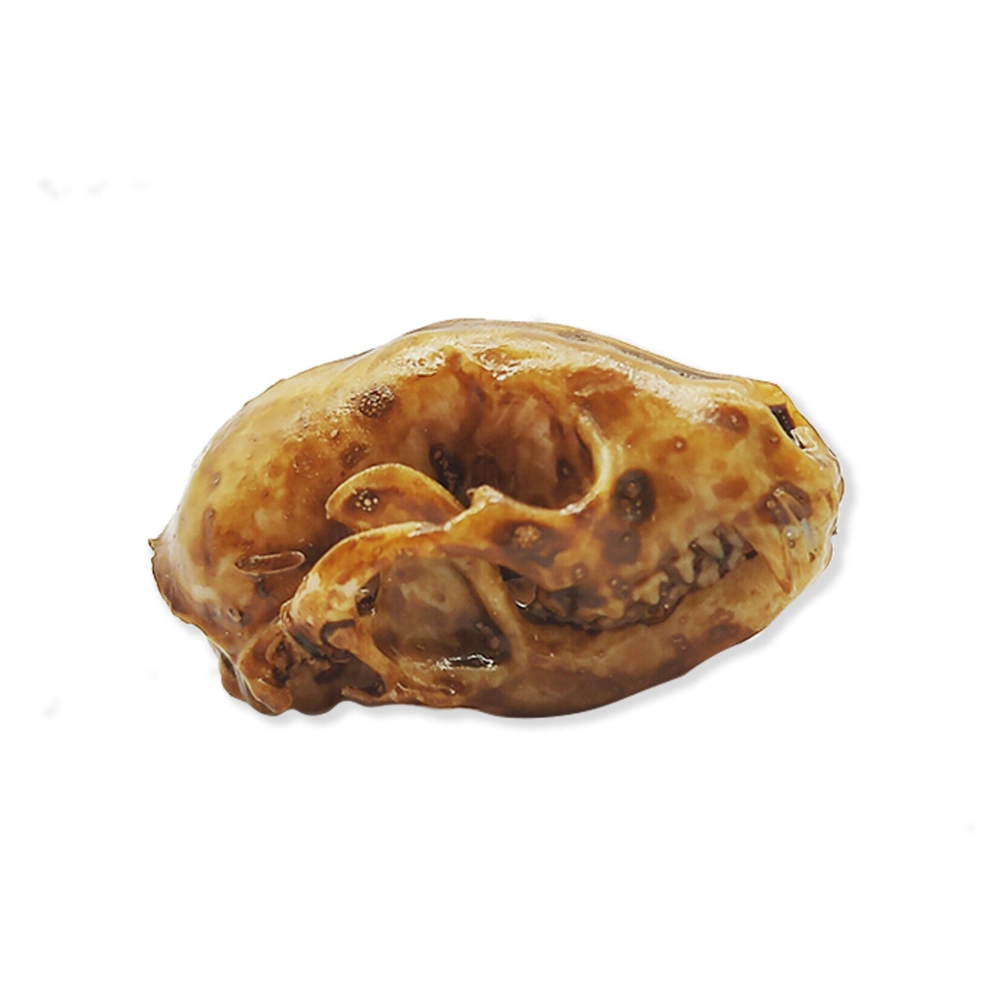 Raccoon Skull - 1:6 Scale skull replica for diorama, miniature horror scenes, dollhouse, curio cabinet, interesting curiosity (1 skull)