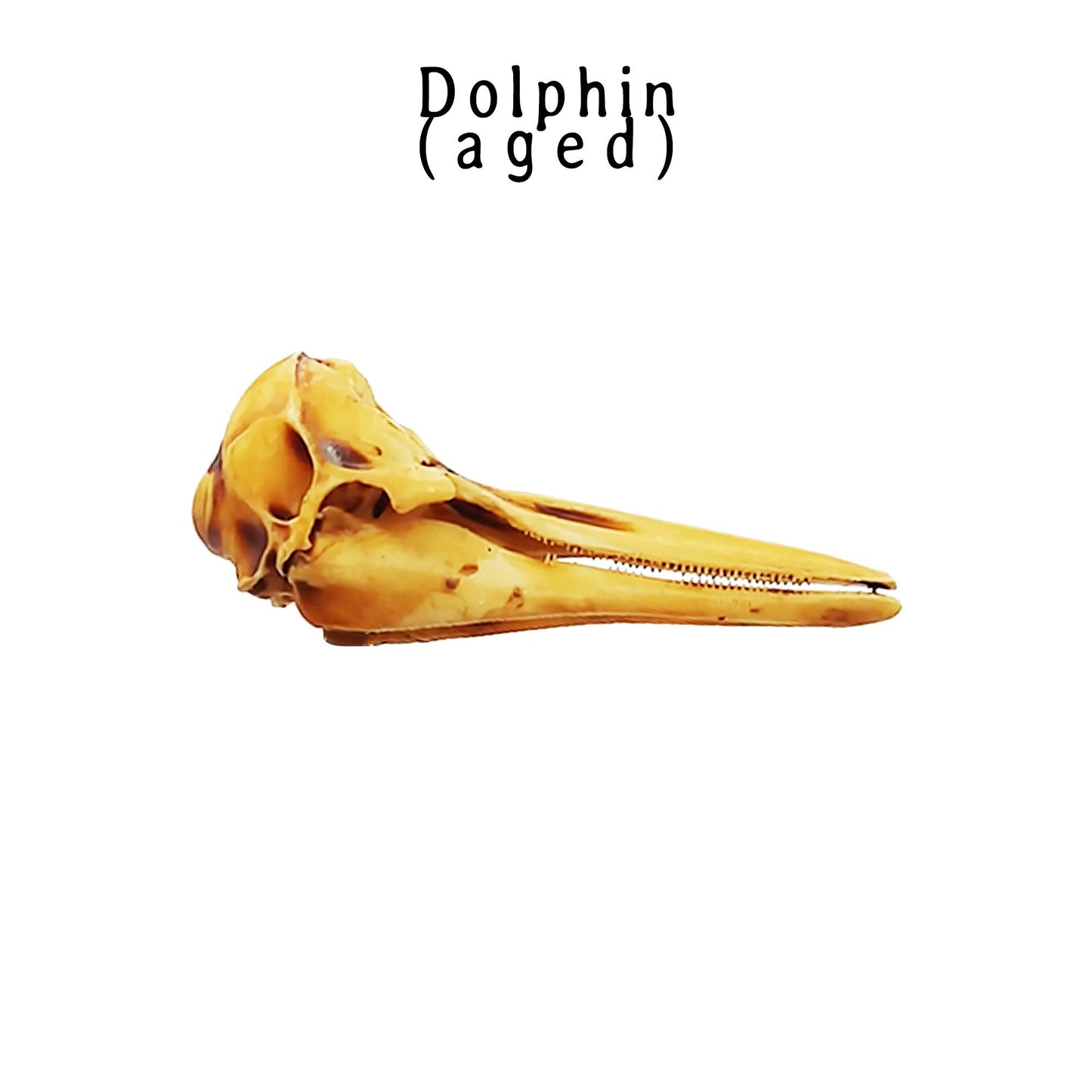 Dolphin Skull Replica (Right Whale) - 1:12 Scale sea animal skull for beach, ocean, diorama scenes, dollhouse, curio cabinet (1 skull)