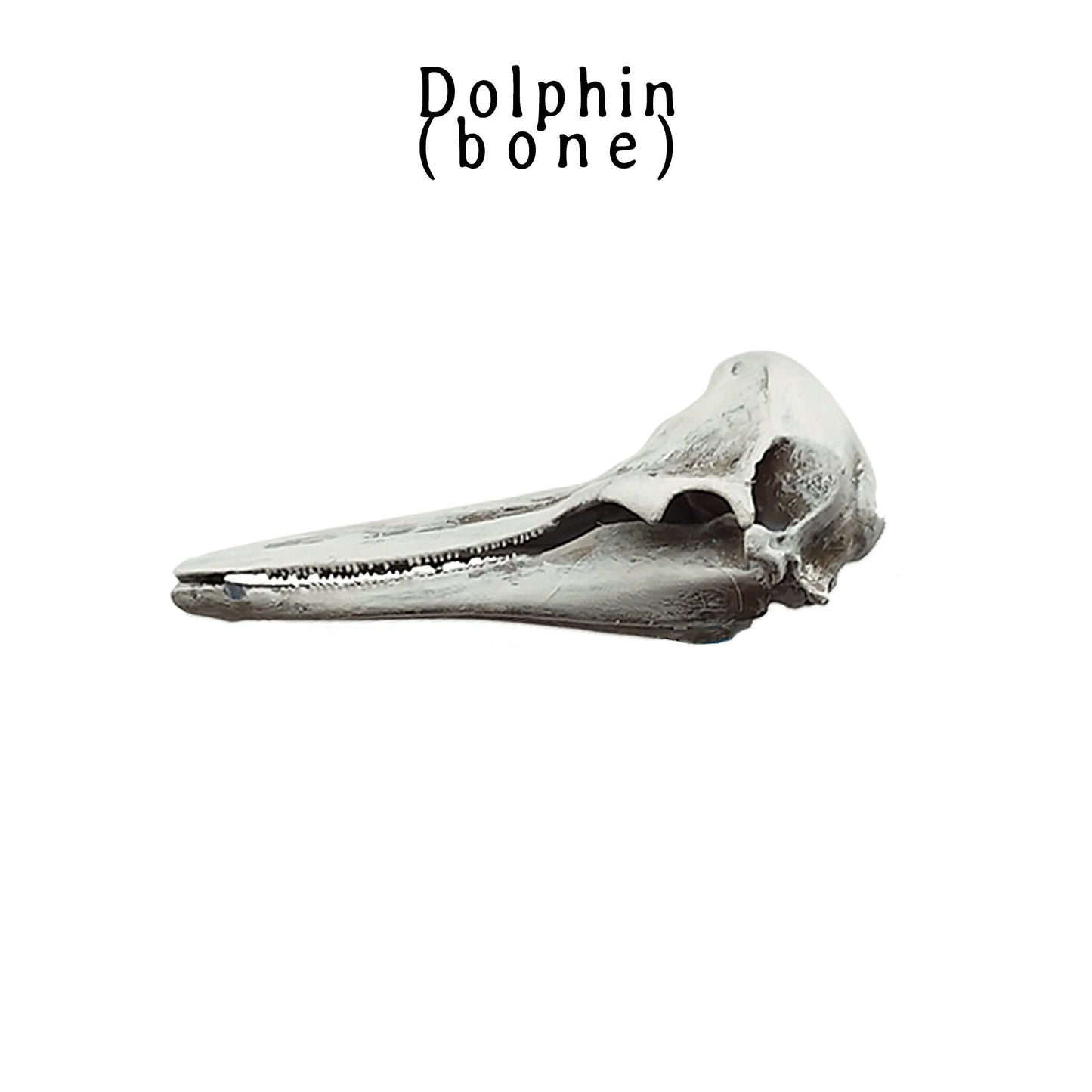 Dolphin Skull Replica (Right Whale) - 1:12 Scale sea animal skull for beach, ocean, diorama scenes, dollhouse, curio cabinet (1 skull)
