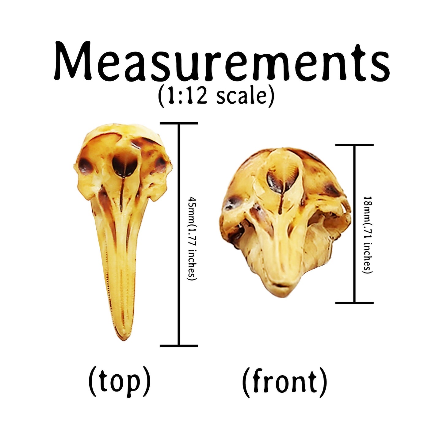 Dolphin Skull Replica (Right Whale) - 1:12 Scale sea animal skull for beach, ocean, diorama scenes, dollhouse, curio cabinet (1 skull)