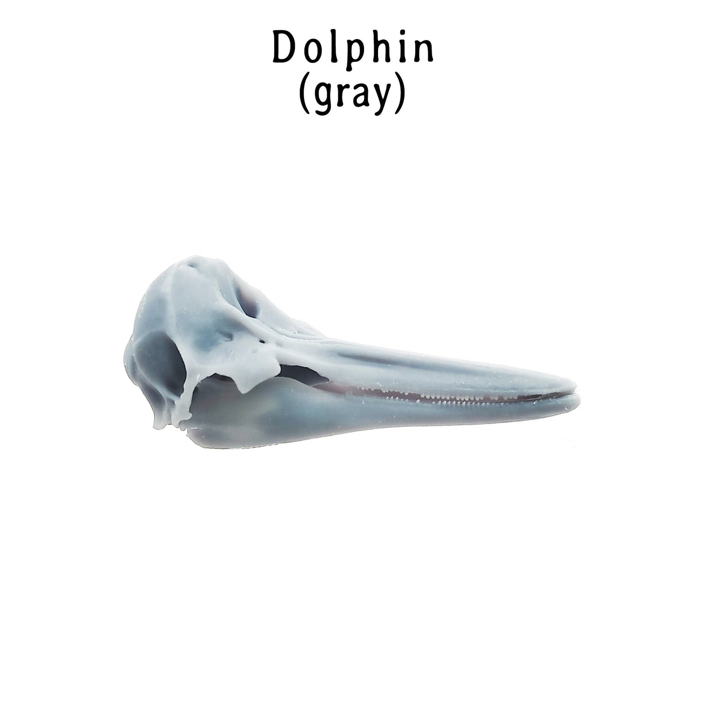 Dolphin Skull Replica (Right Whale) - 1:12 Scale sea animal skull for beach, ocean, diorama scenes, dollhouse, curio cabinet (1 skull)