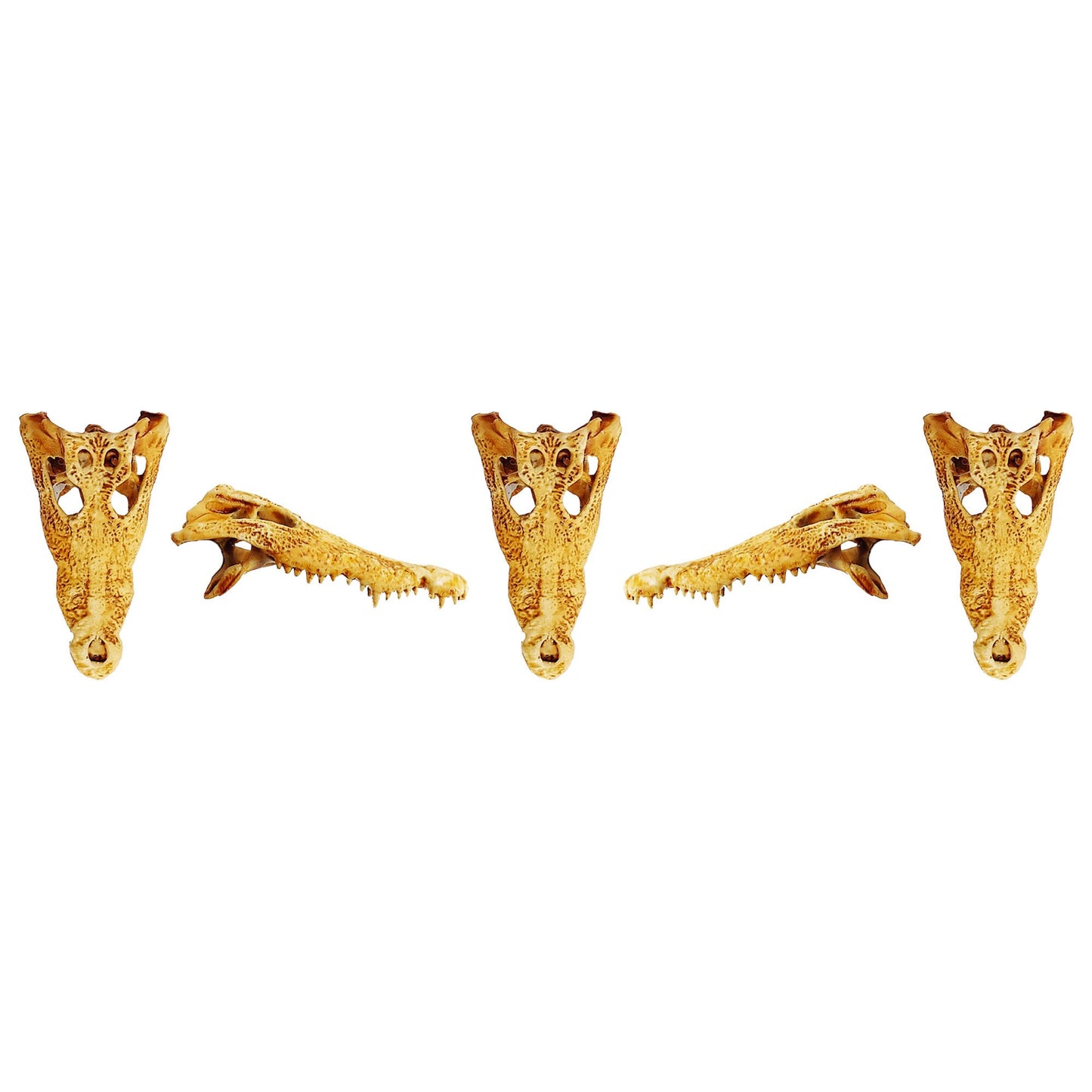 Crocodile Skull - 1:12 scale replica reptile skull for diorama, dollhouse, terrariums, art craft supplies curiosities oddities (set of 5)