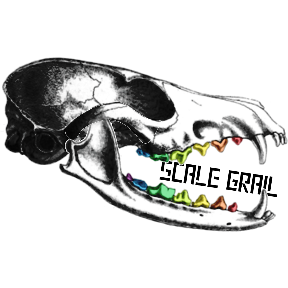 1:12 scale African Forest Elephant Skull Replica miniature animal skulls miniature — made in NC, USA