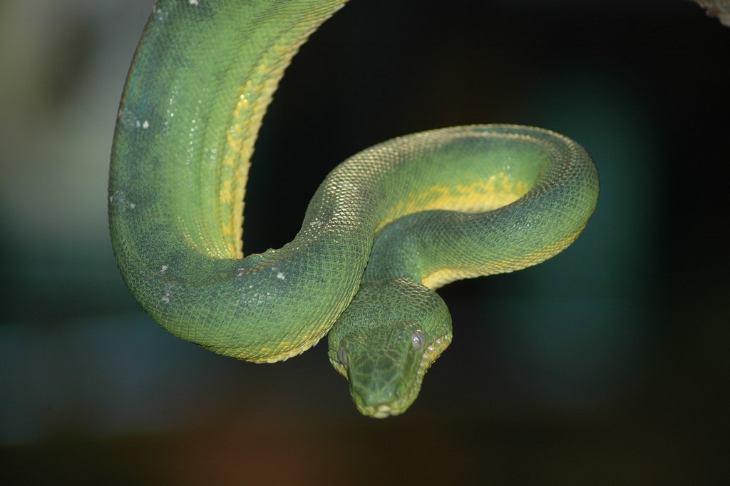 Emerald Tree Boa Snake Skull Replica