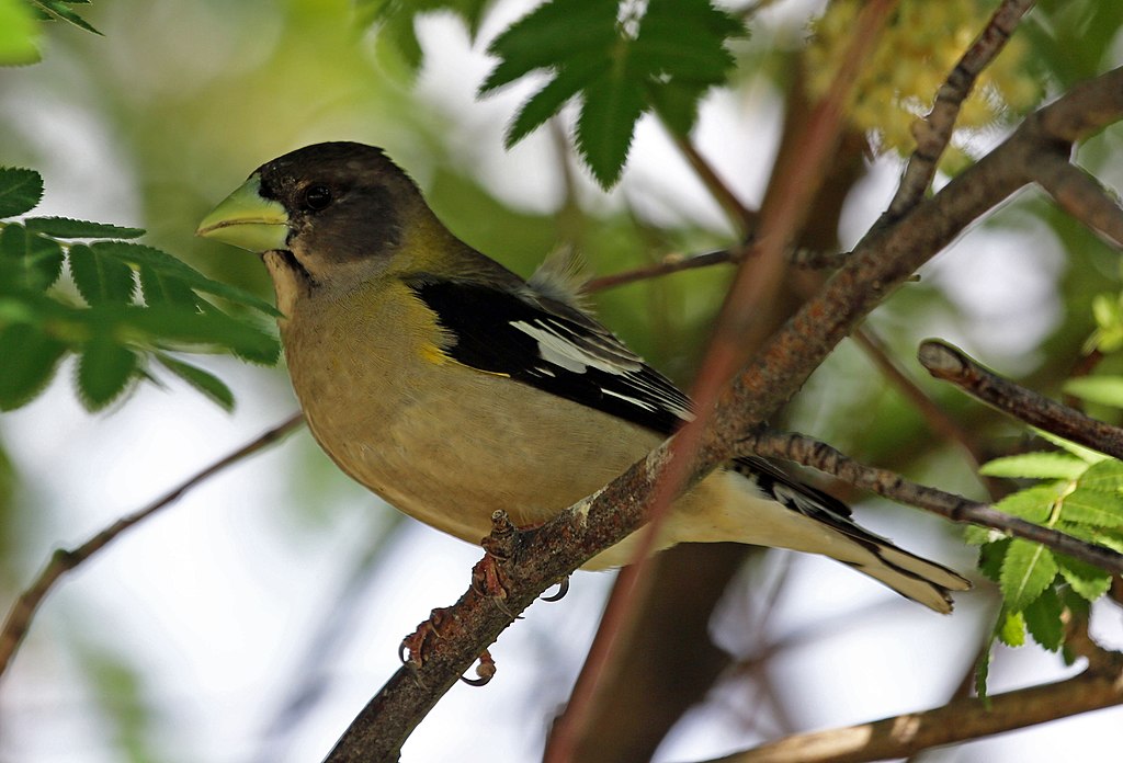 Evening Grosbeak Skull 1:6 Scale