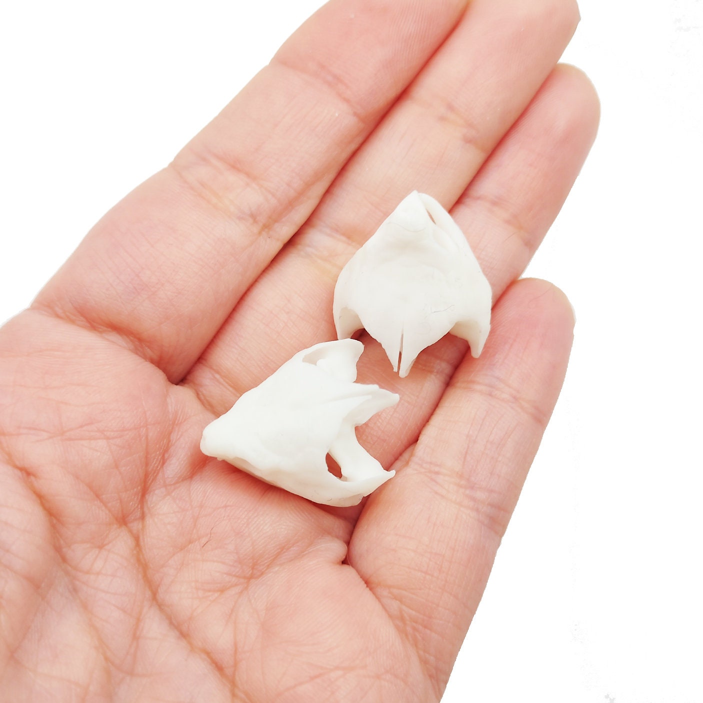 Alligator Snapping Turtle Skull - 1:12 Scale skull replica for diorama, dollhouse, curio cabinet, miniature animal skulls (Set of 2)