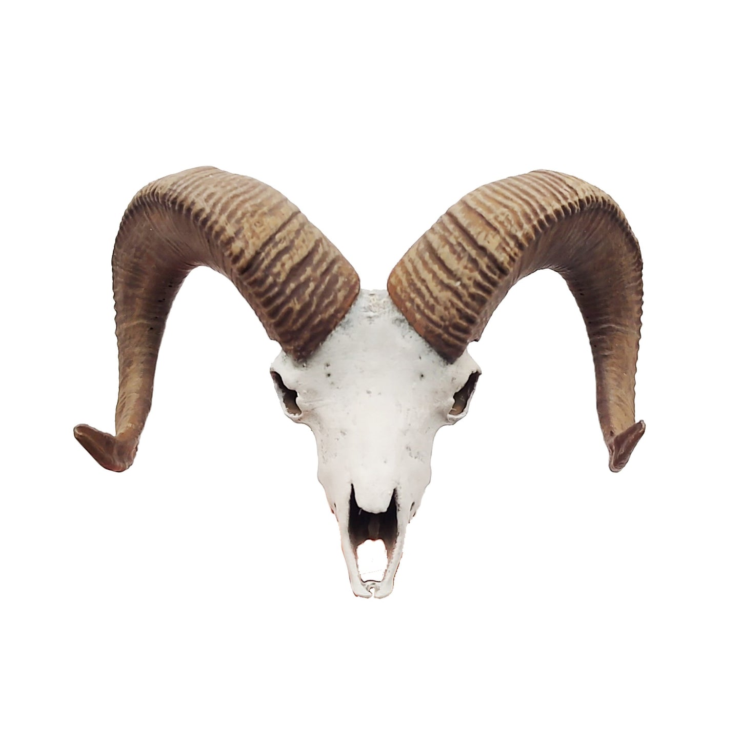 Big horn sheep skull replica, 1:12 scale miniature cranium with horns for use with dioramas, action figures, dollhouses, horror. (1 skull)