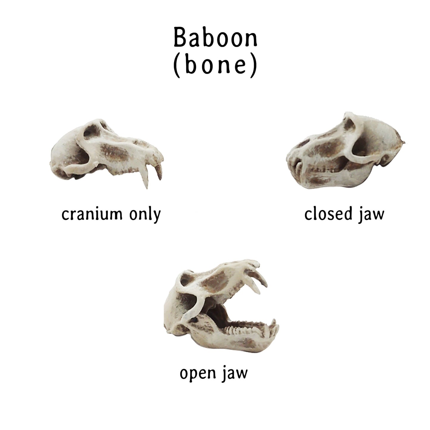 Baboon Skull Replica, Miniature Primate Skull for 1:6 scale dioramas, horror scenes, terrariums. Fun action figure accessories (1 skull)