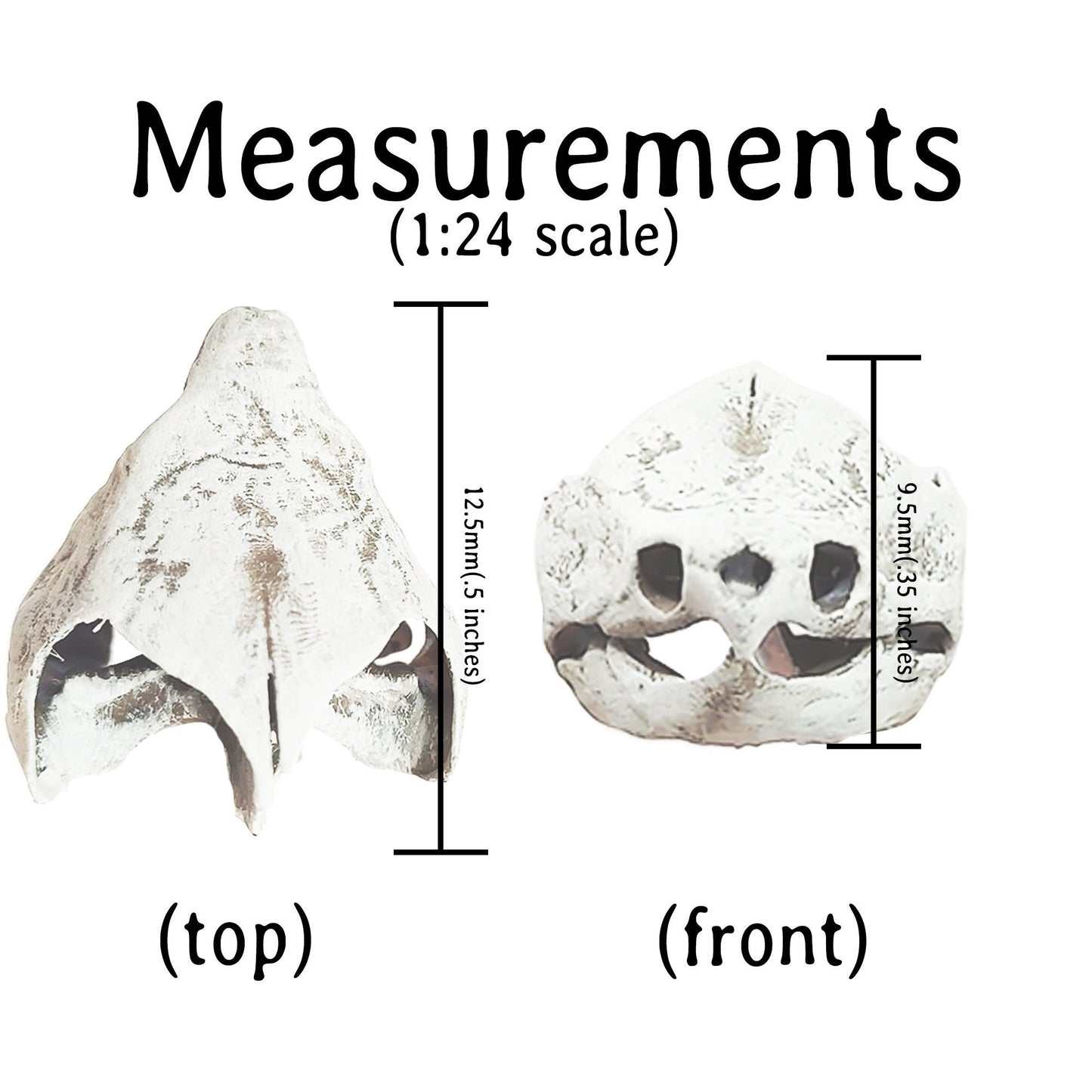 Alligator Snapping Turtle Skull - 1:24 Scale skull replica for diorama, dollhouse, curio cabinet, miniature animal skulls (Set of 5)