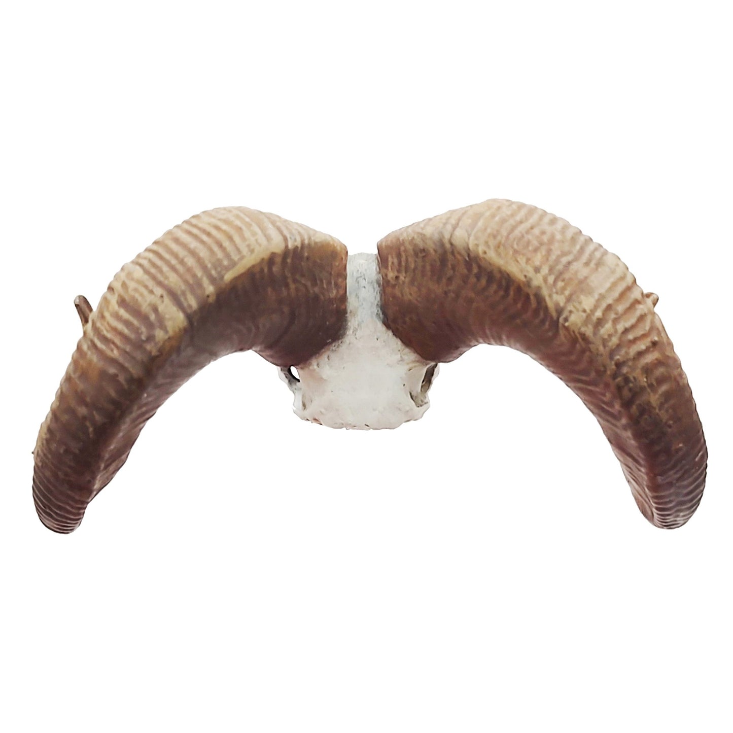 Big horn sheep skull replica, 1:12 scale miniature cranium with horns for use with dioramas, action figures, dollhouses, horror. (1 skull)