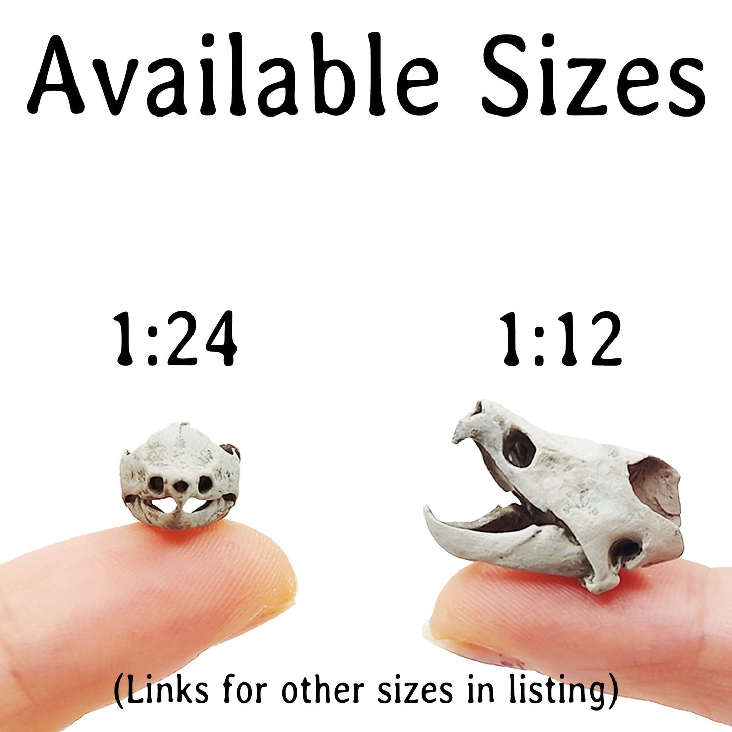 Alligator Snapping Turtle Skull - 1:24 Scale skull replica for diorama, dollhouse, curio cabinet, miniature animal skulls (Set of 5)