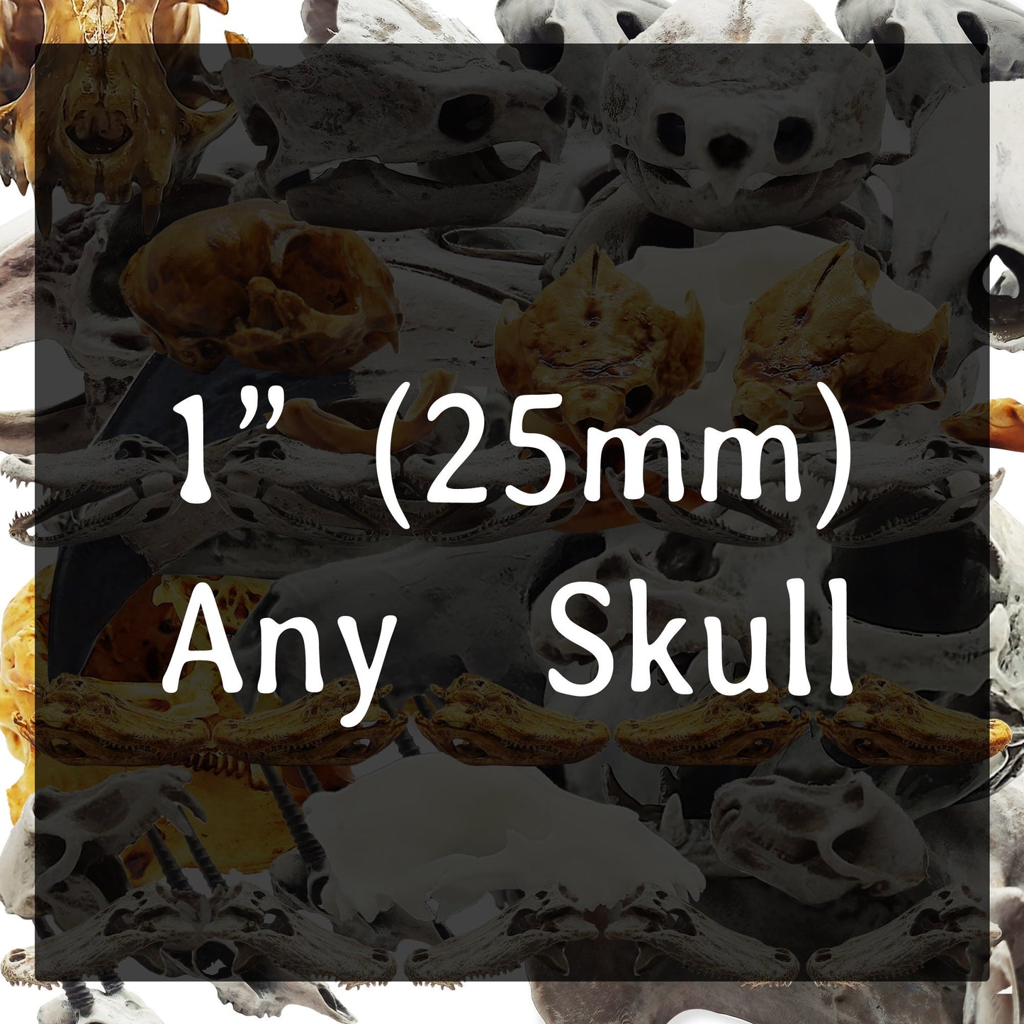 Any animal skull 1 inch in size 25mm art supply, miniature skull, unpainted 3d printed in white or gray for display or for crafts (1 skull) miniature — handmade resin scale model by The Scale Grail
