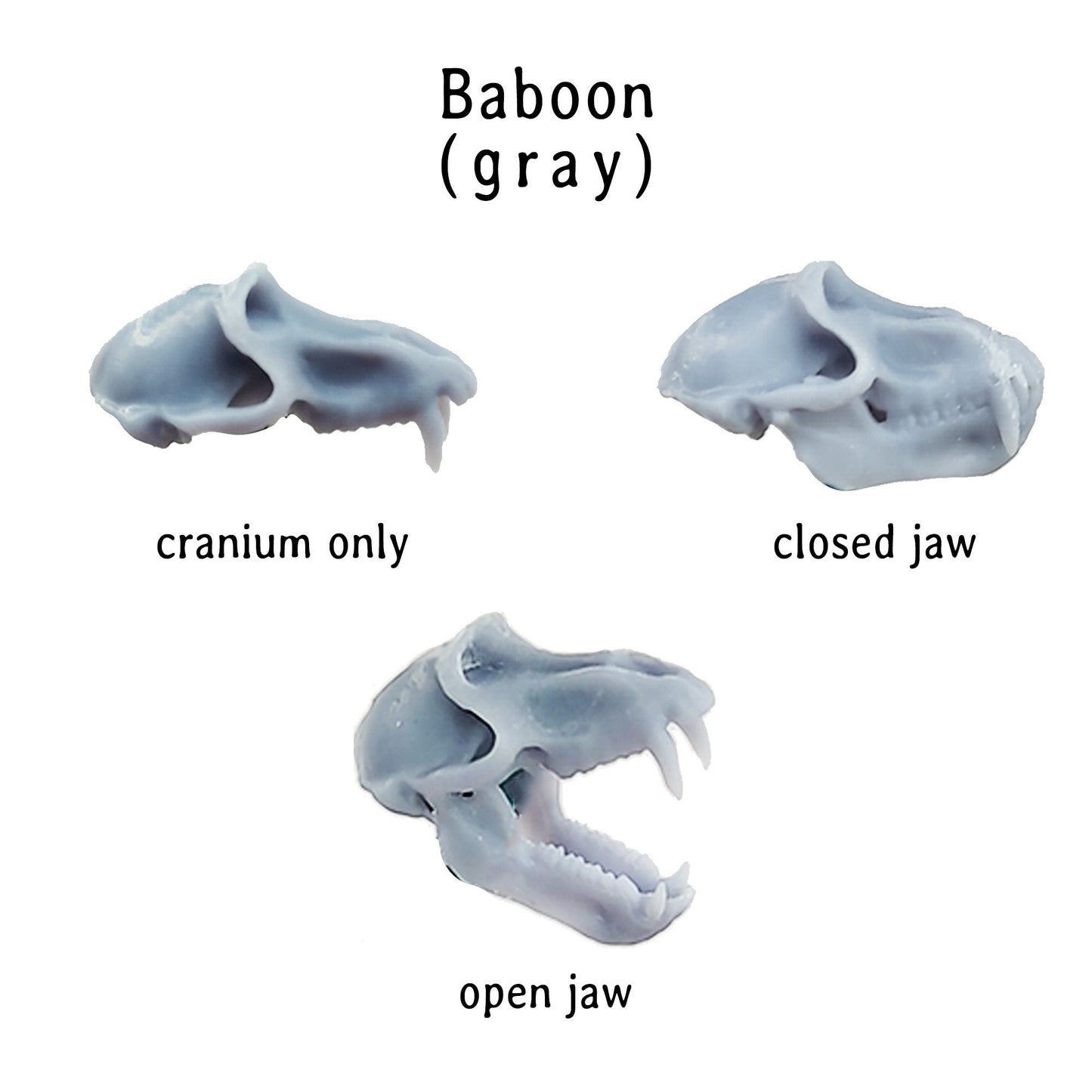 Baboon Skull Replica, Miniature Primate Skull for 1:6 scale dioramas, horror scenes, terrariums. Fun action figure accessories (1 skull)