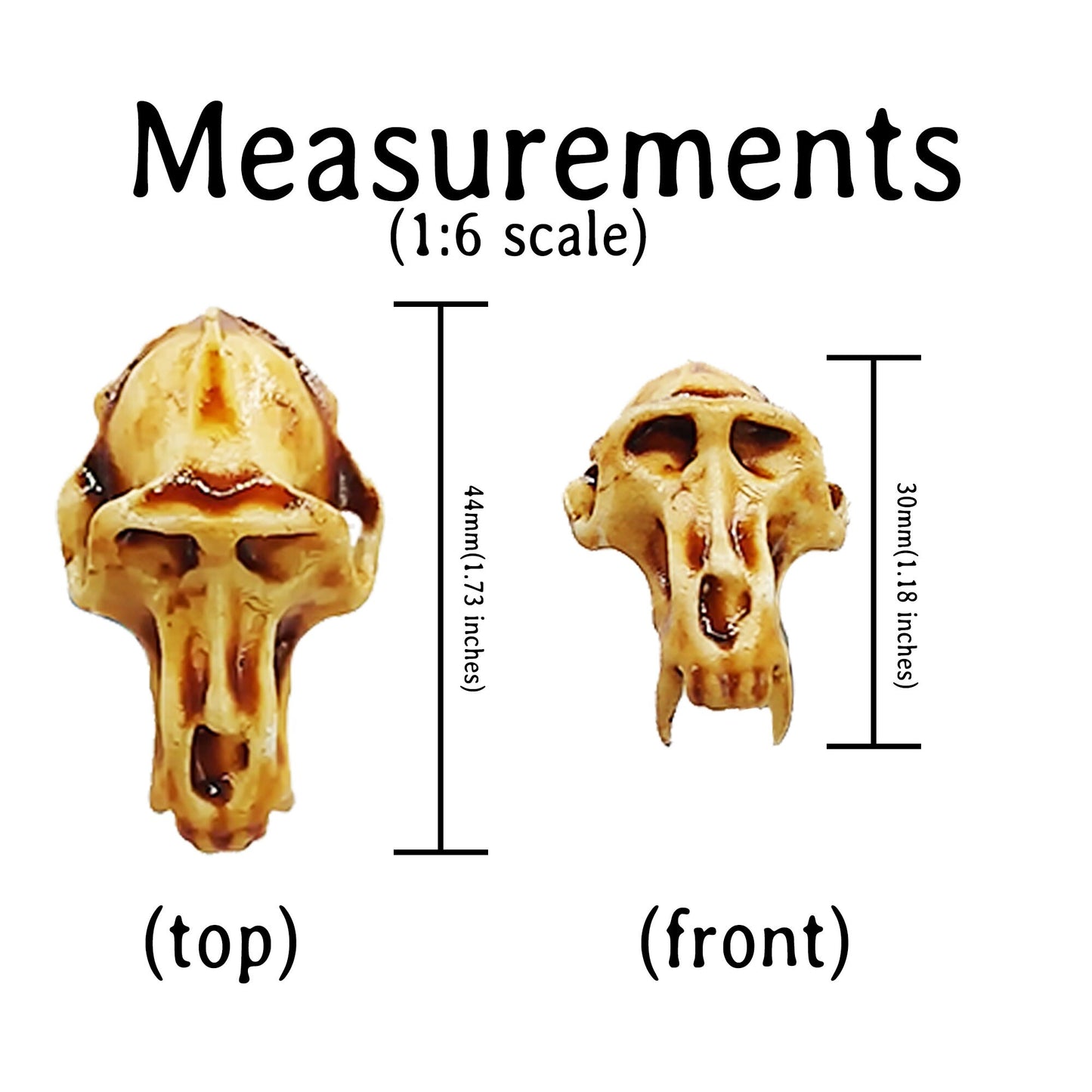 Baboon Skull Replica, Miniature Primate Skull for 1:6 scale dioramas, horror scenes, terrariums. Fun action figure accessories (1 skull)