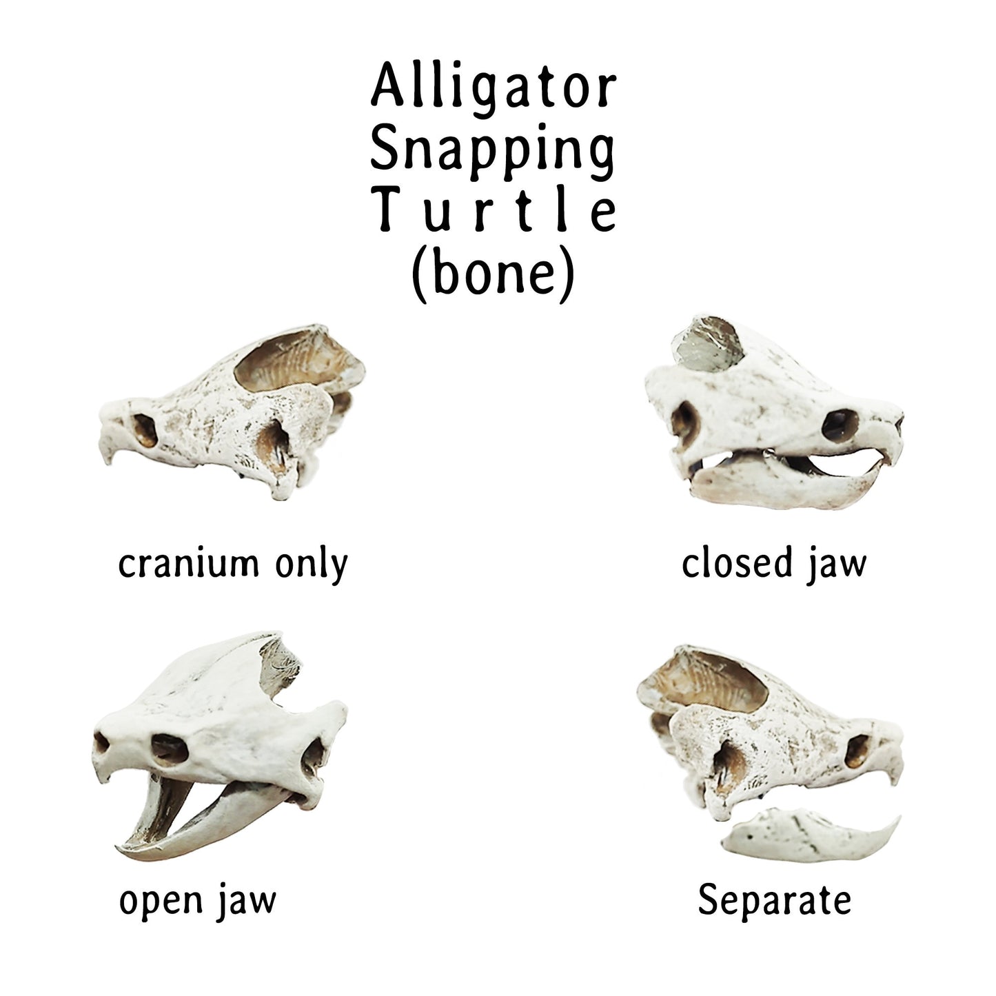 Alligator Snapping Turtle Skull - 1:12 Scale skull replica for diorama, dollhouse, curio cabinet, miniature animal skulls (Set of 2)