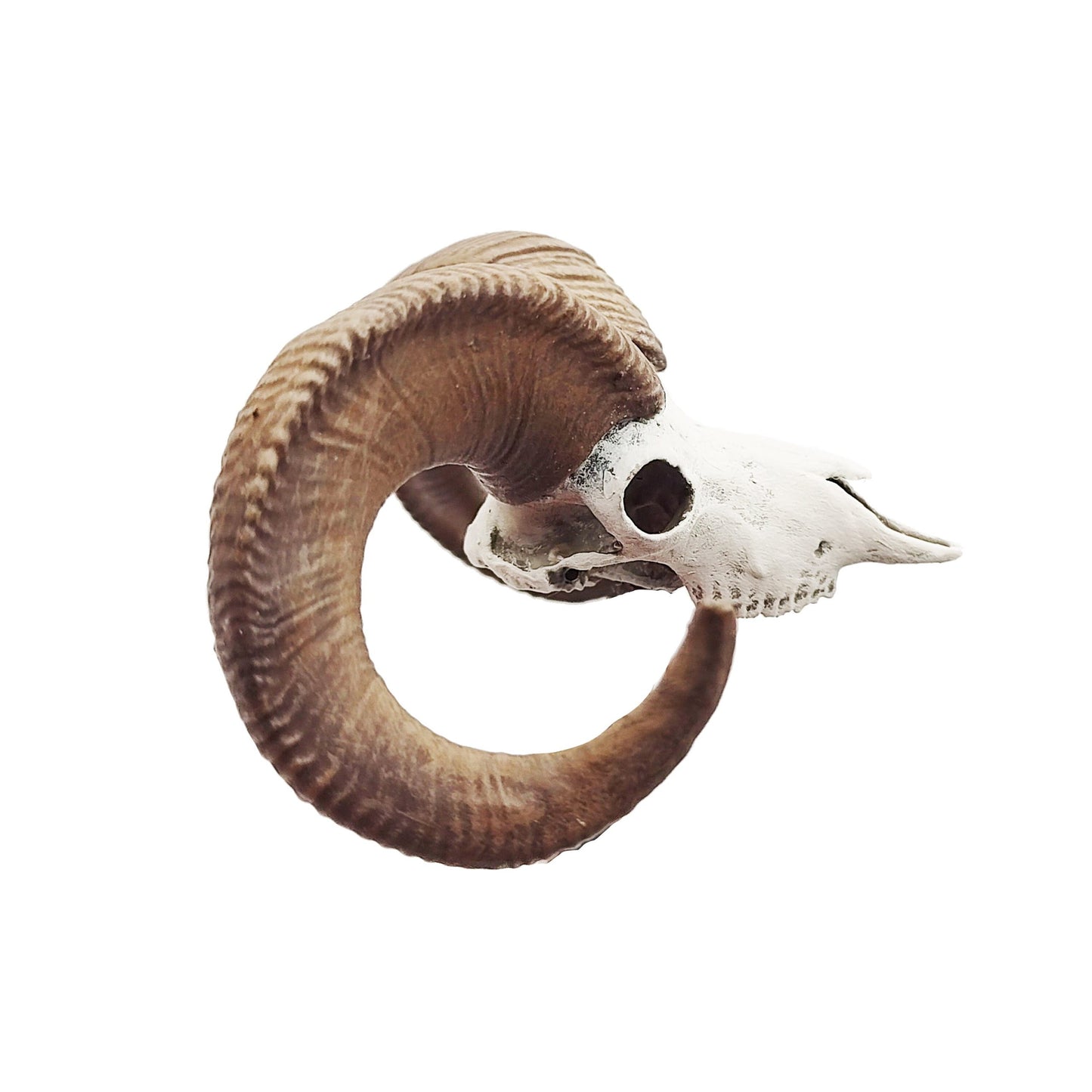 Big horn sheep skull replica, 1:12 scale miniature cranium with horns for use with dioramas, action figures, dollhouses, horror. (1 skull)