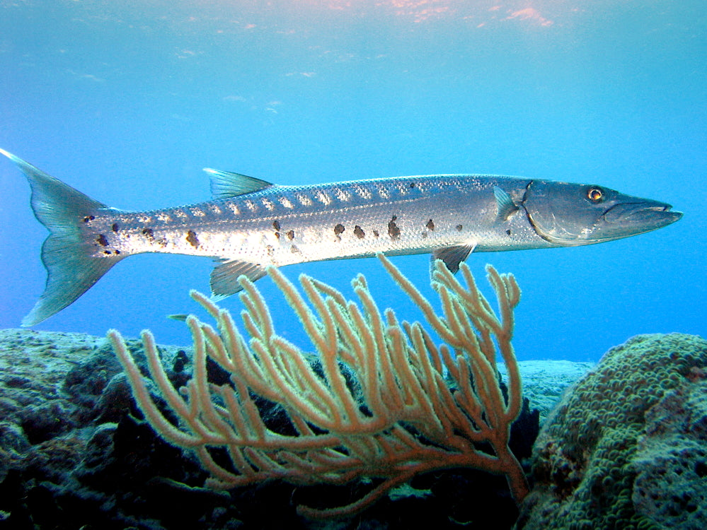 Barracuda Skull 1:12 Scale