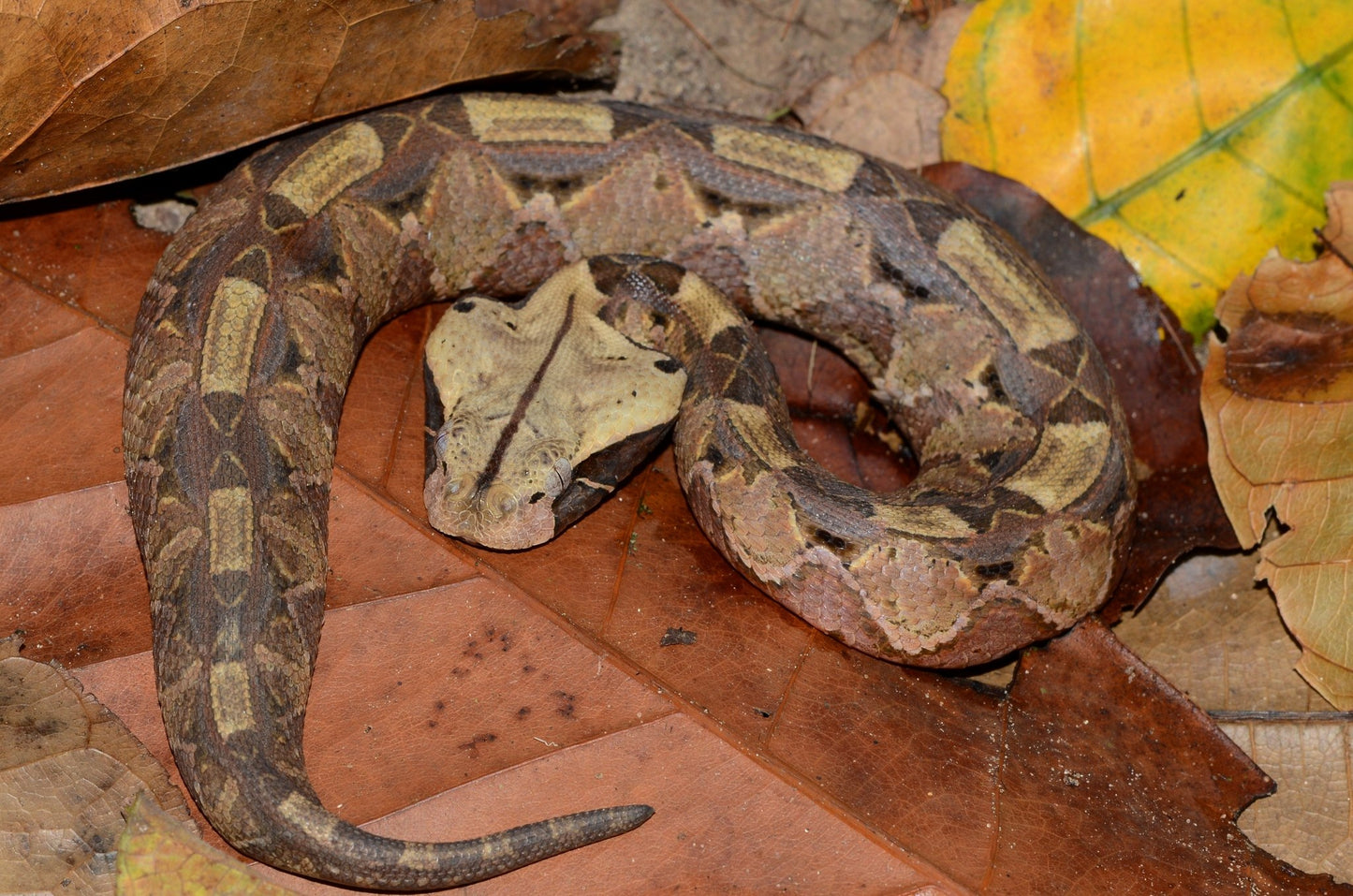 Gaboon Viper Snake Skull Replica