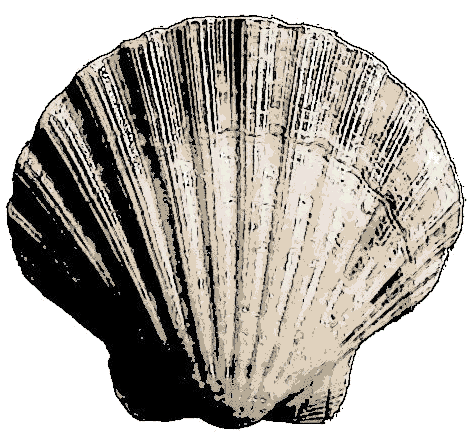 Scallop Shell Replica
