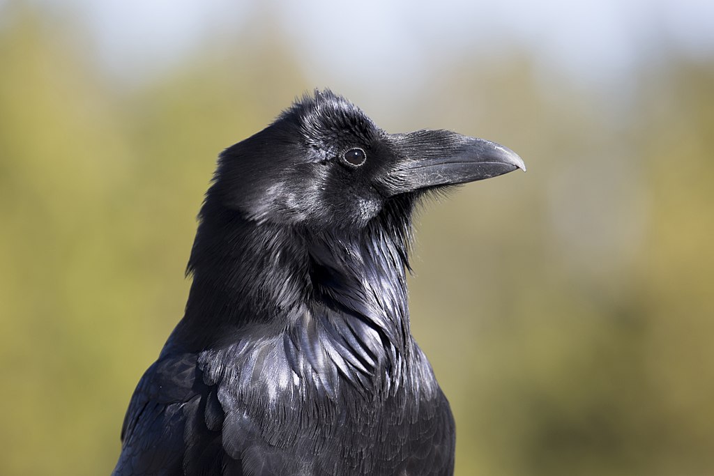 Raven Skeleton Replica