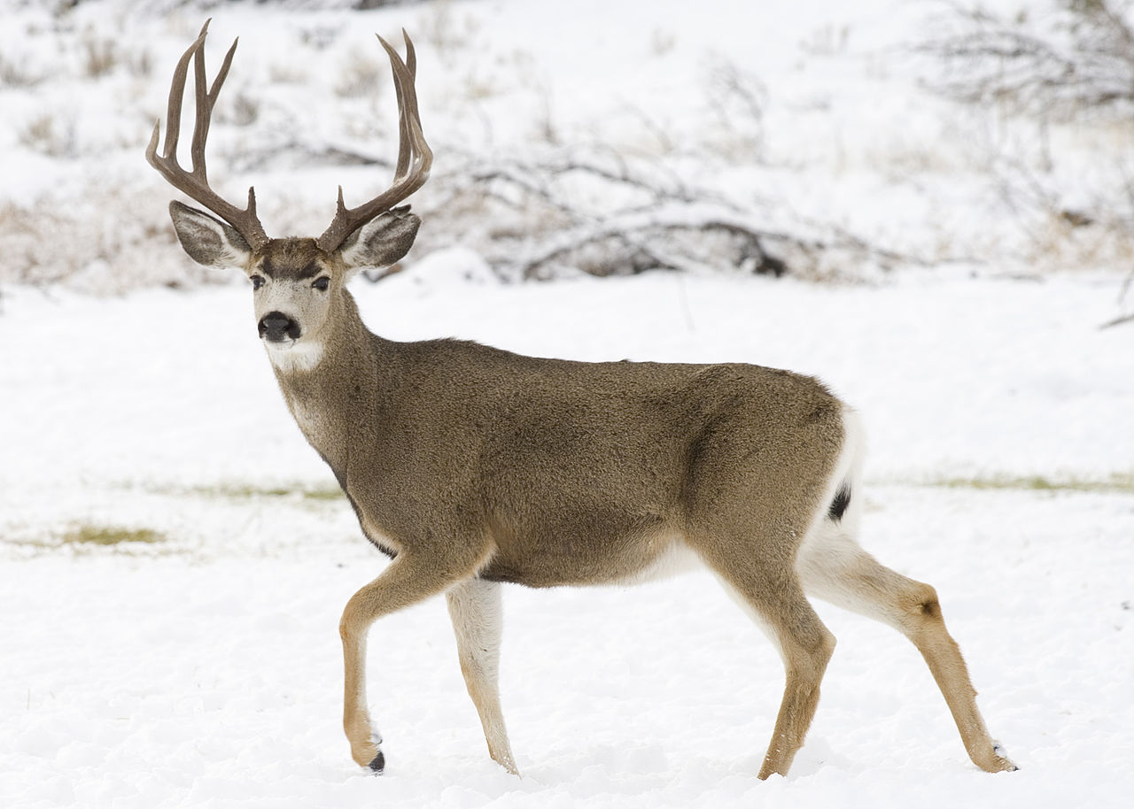 Mule Deer in snow