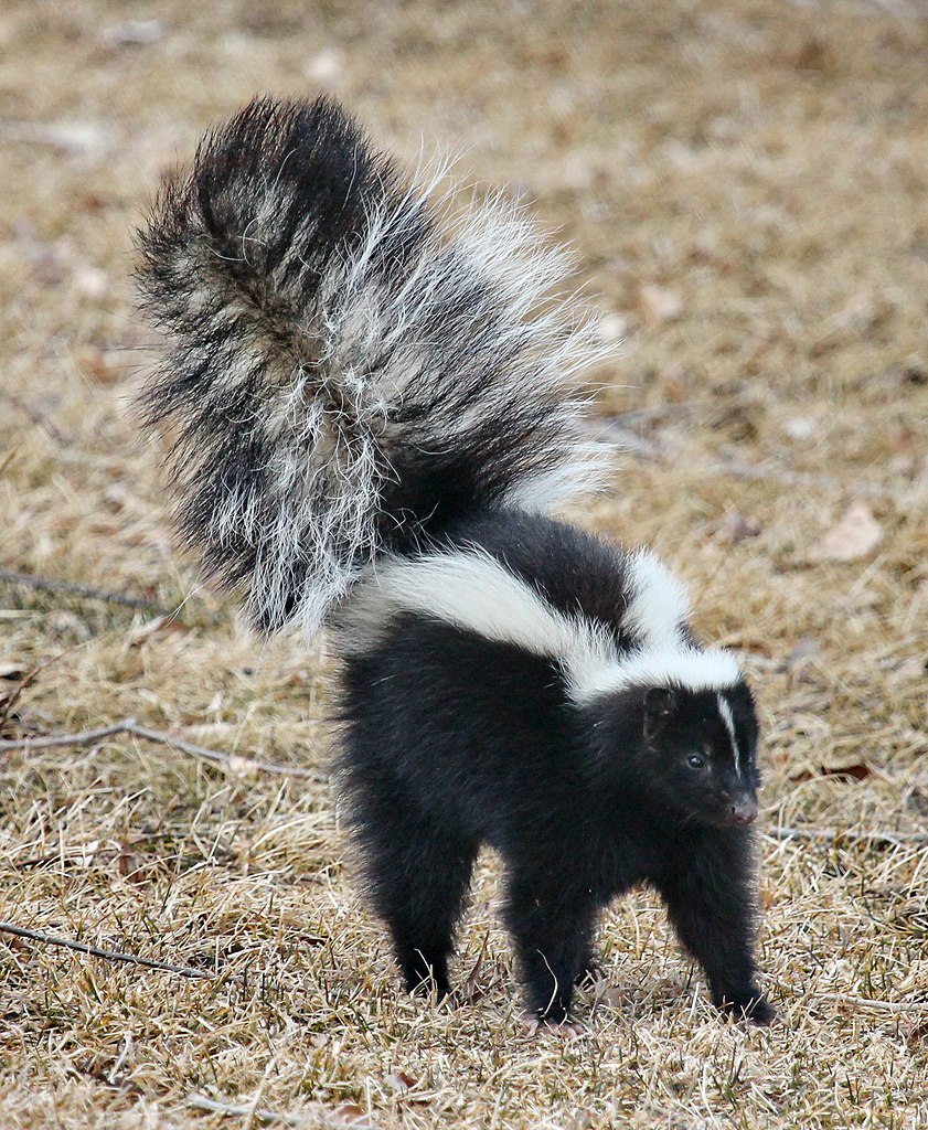 Skunk Skull Replica