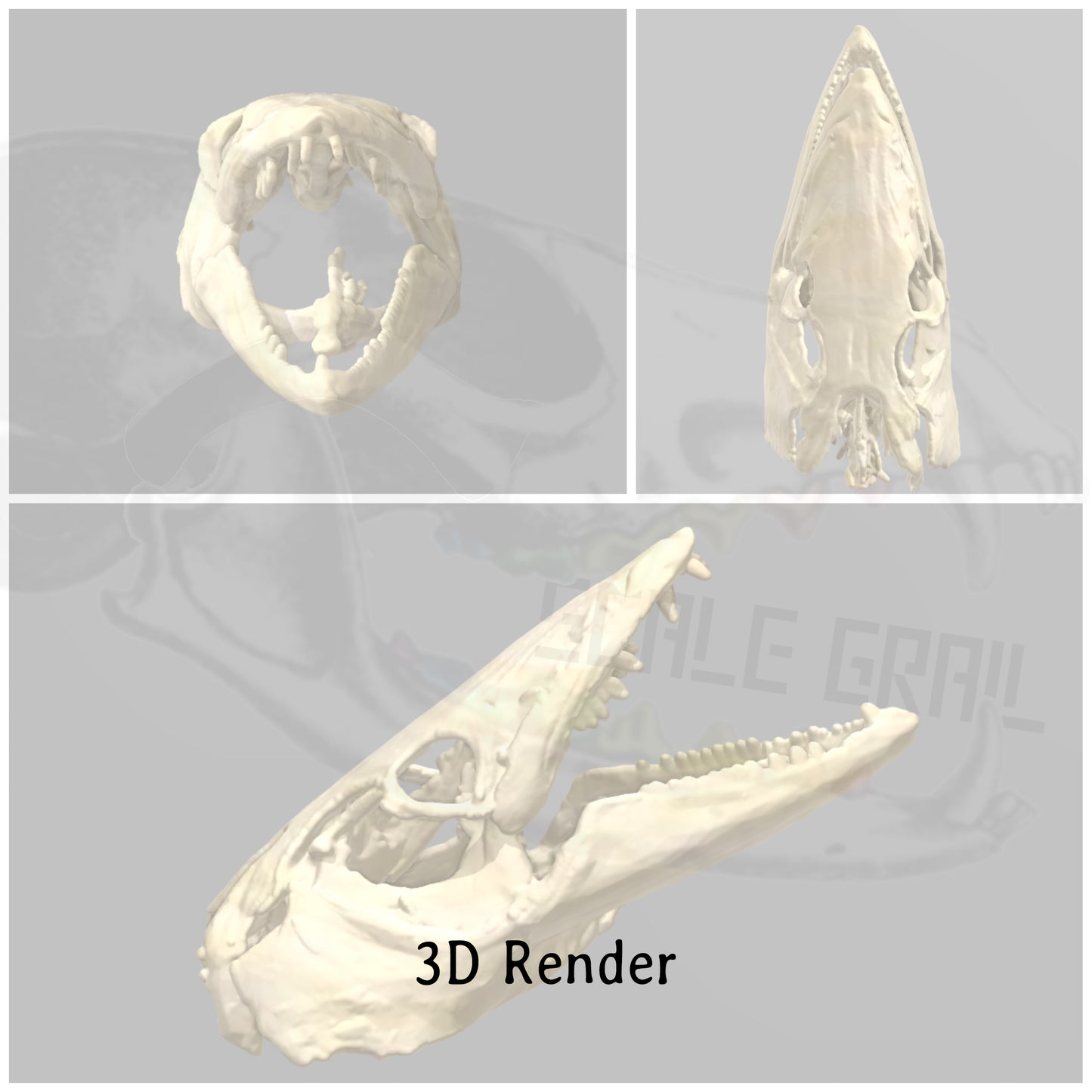 Barracuda Skull 1:12 Scale