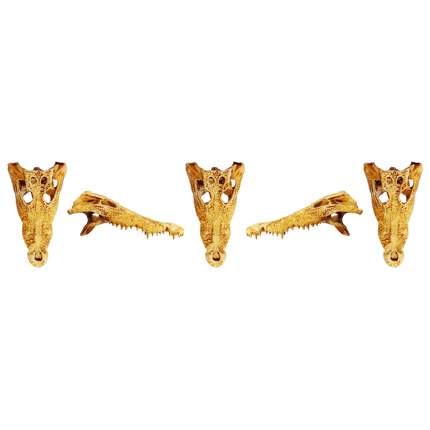 Crocodile Skull Replica