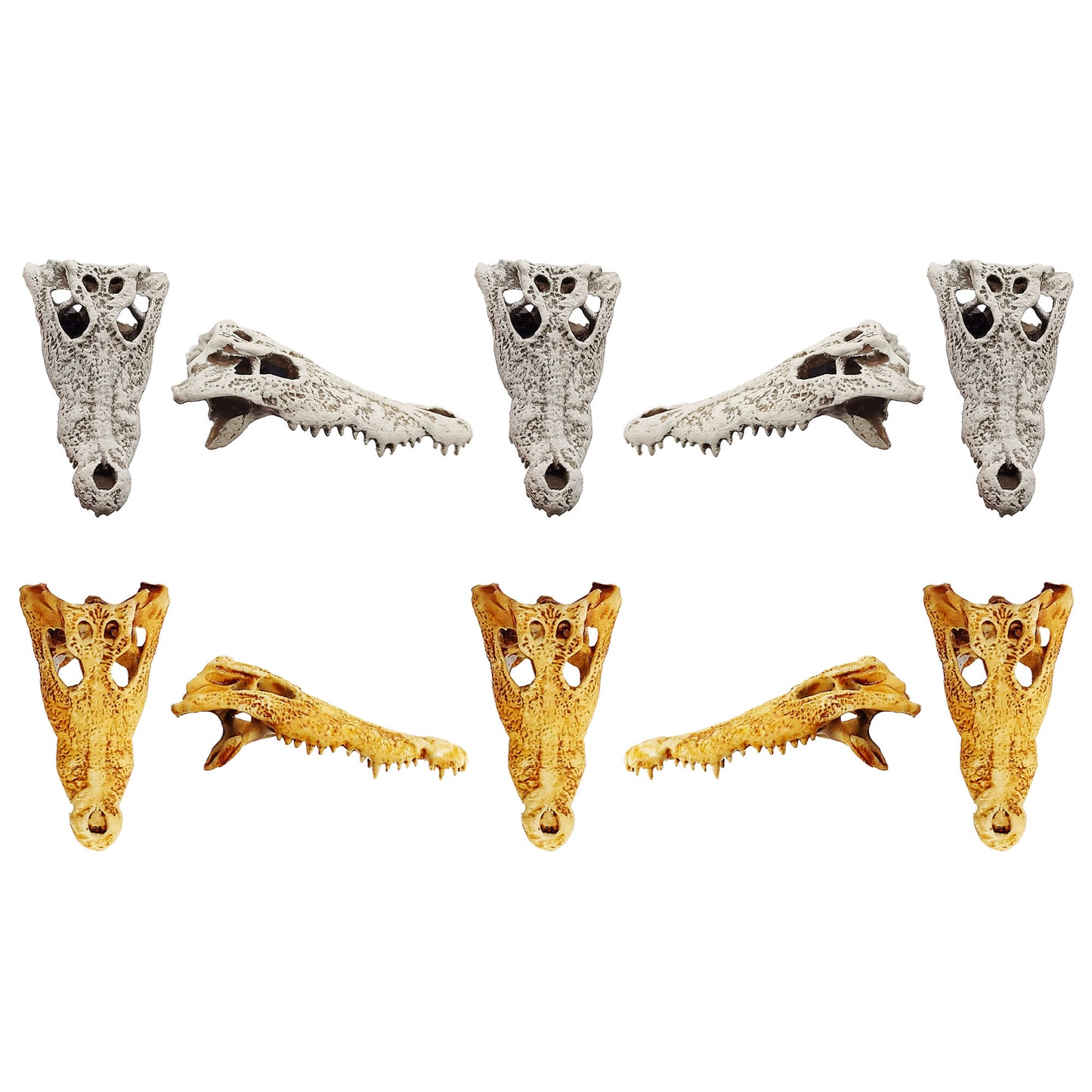 Crocodile Skull Replica