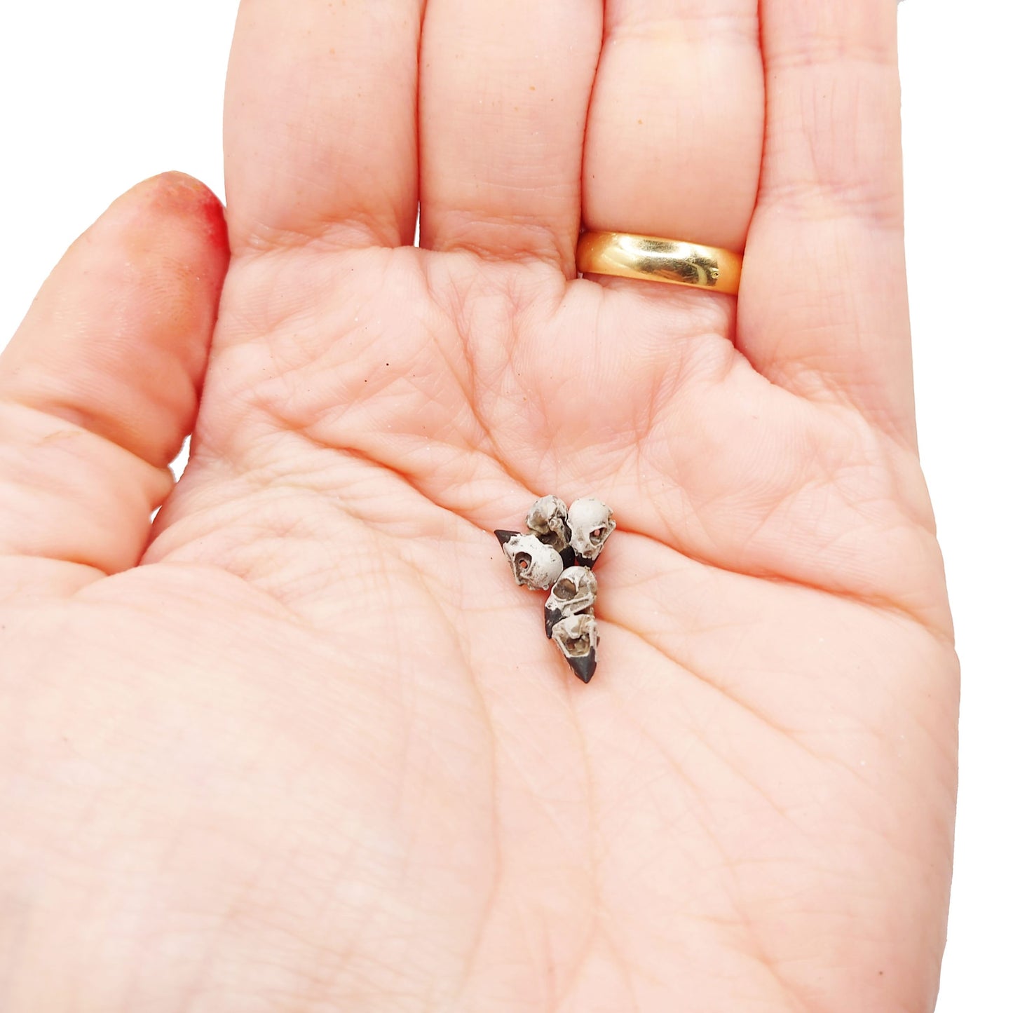 Evening Grosbeak Skull miniature — made in NC, USA