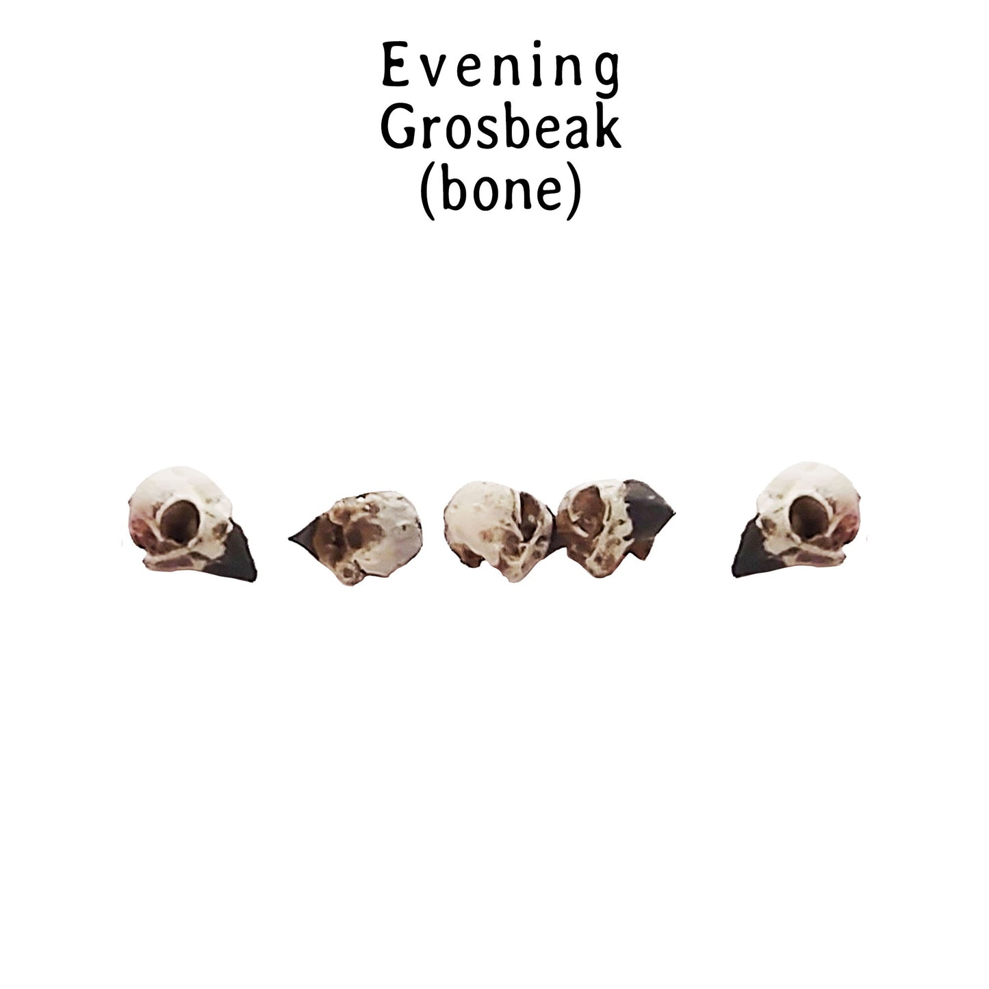 Evening Grosbeak Skull 1:6 Scale