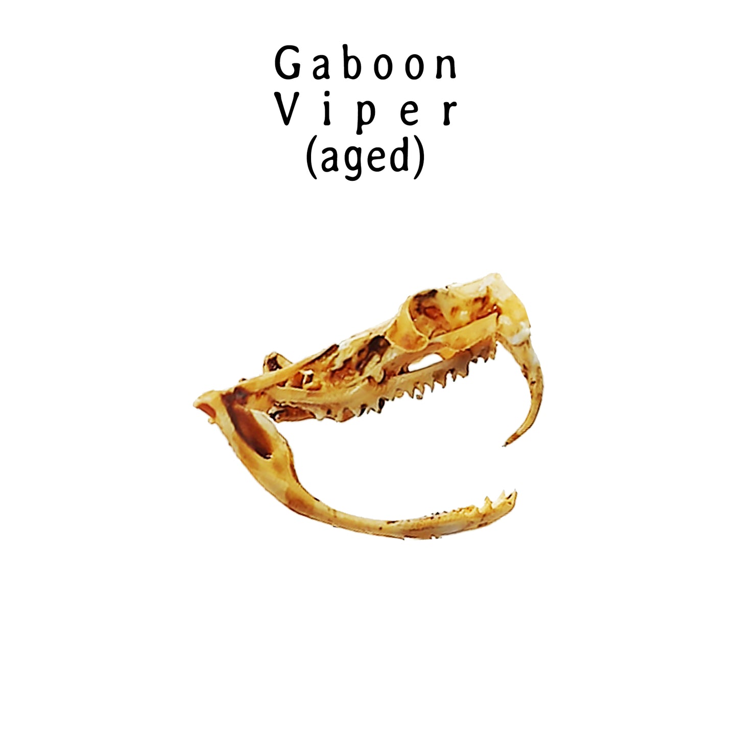 Gaboon Viper Snake Skull Replica