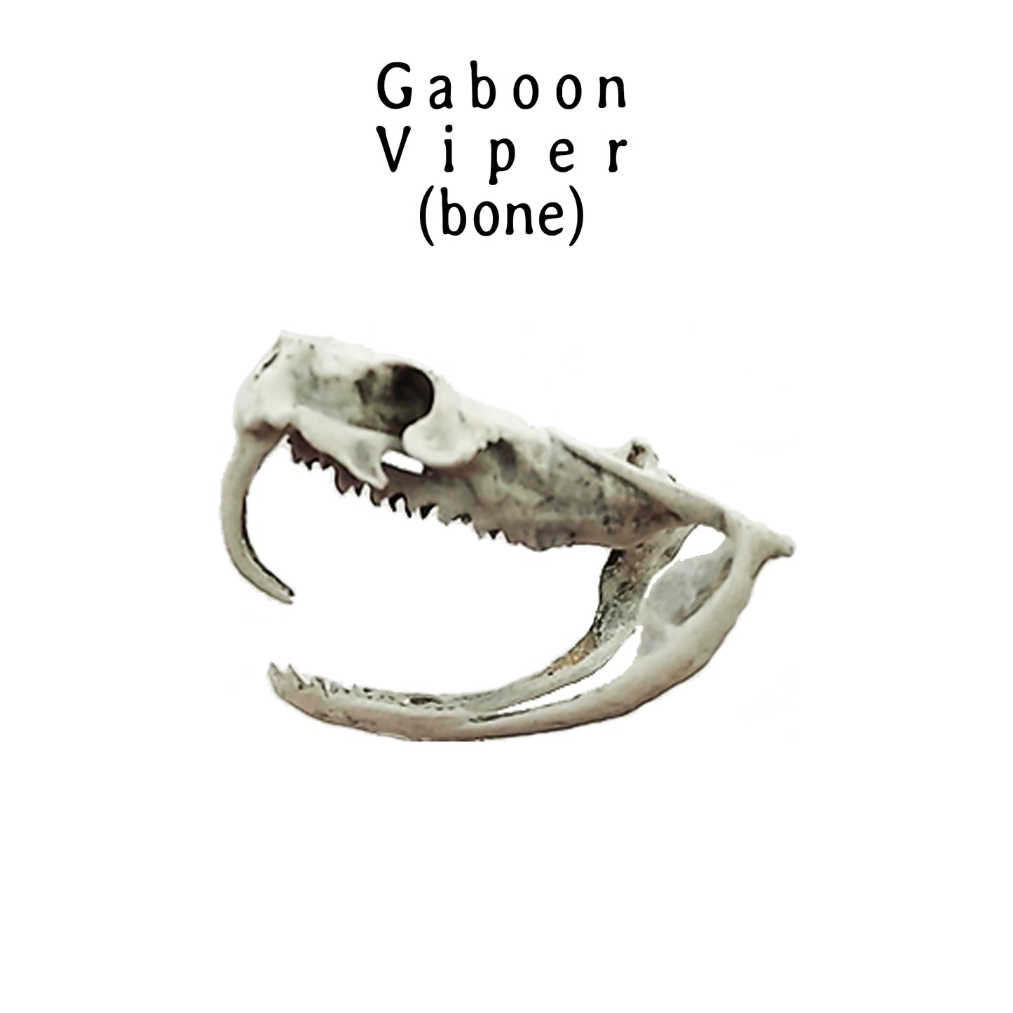Gaboon Viper Snake Skull Replica