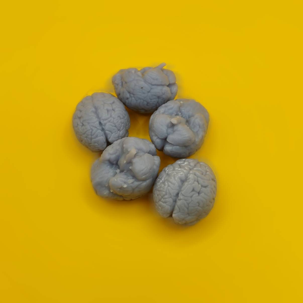 Shows gray brains for color purposews jpg