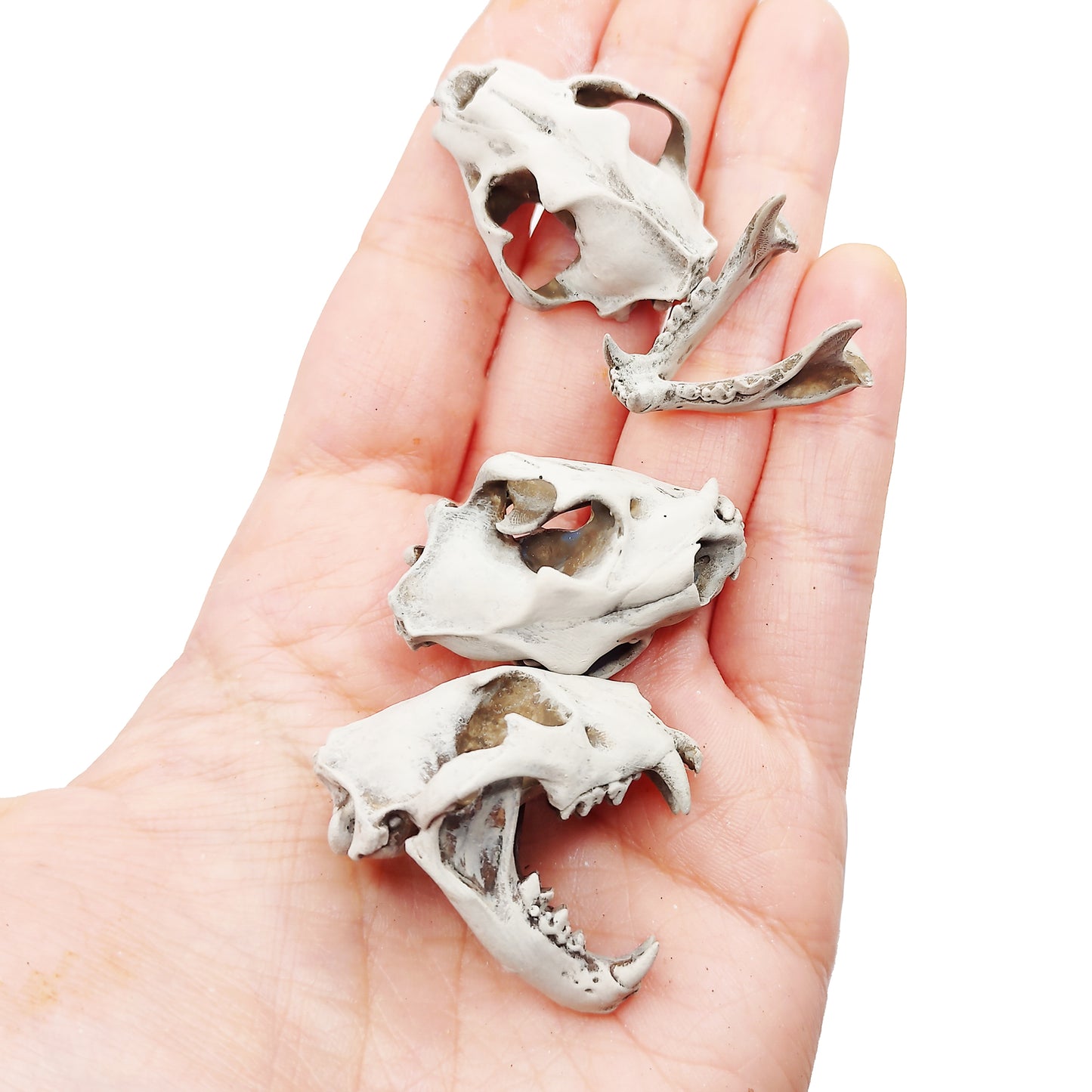 1:12 scale Lion Skull Replica miniature side view — The Scale Grail