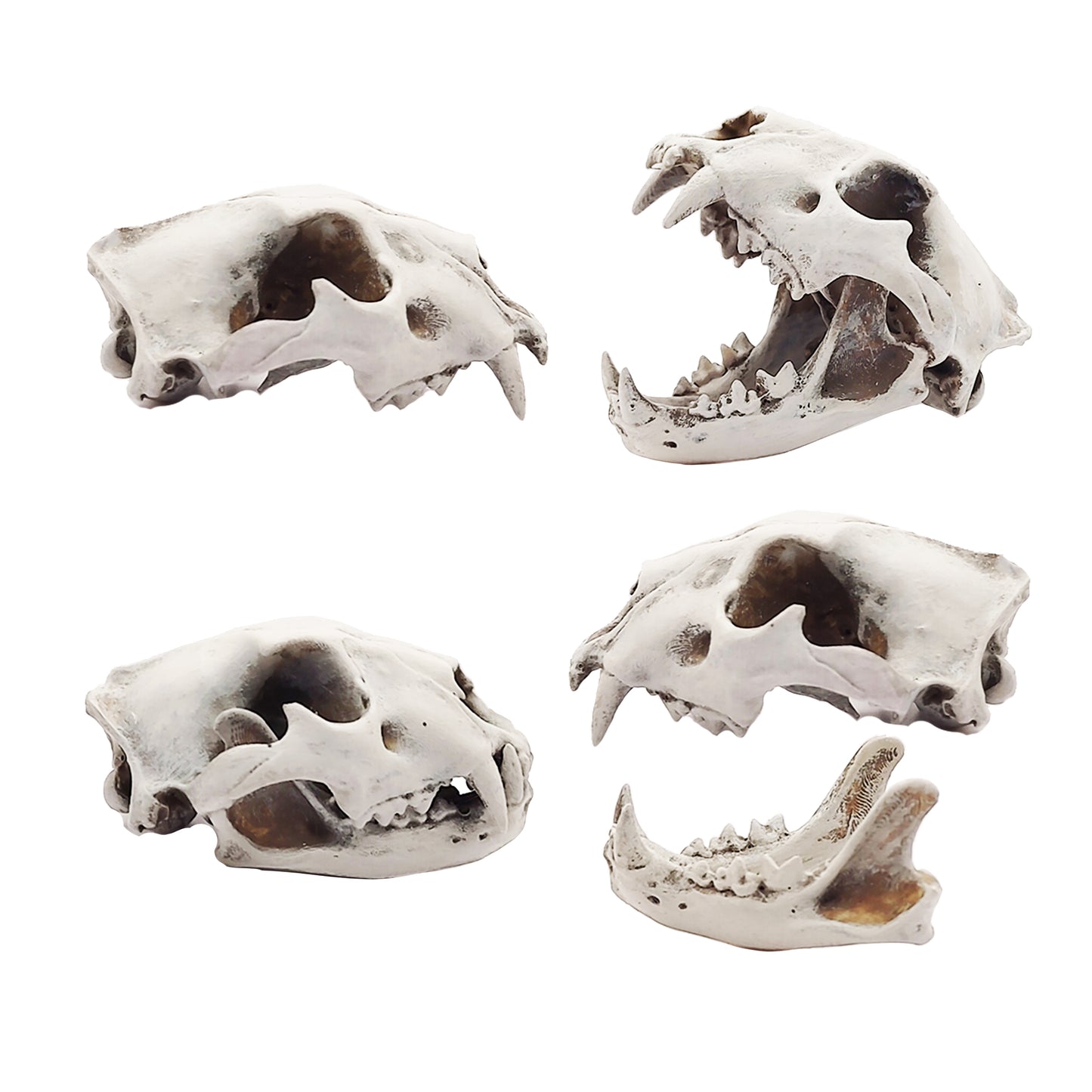 Lion Skull Replica