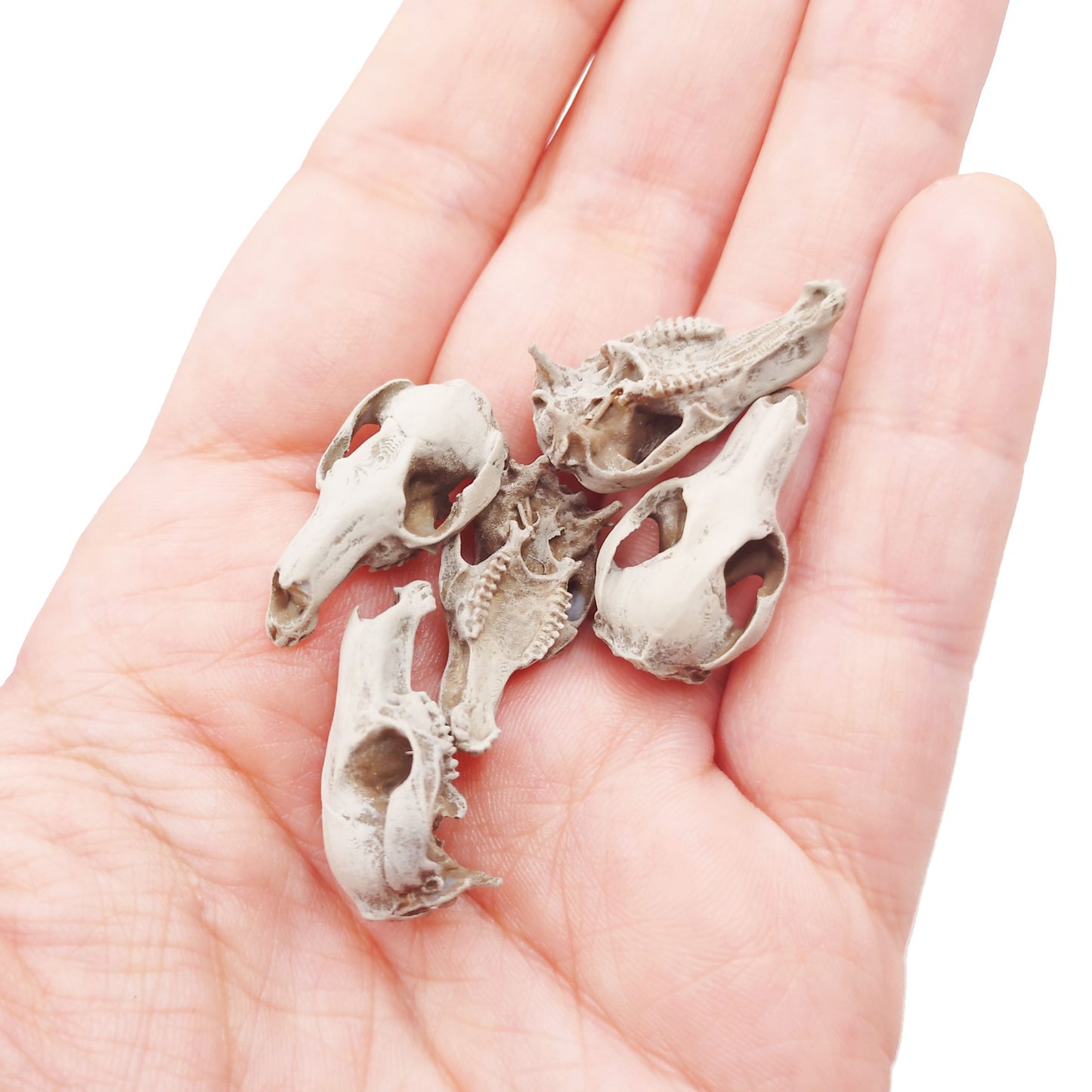 Red-necked Wallaby Skull Replica