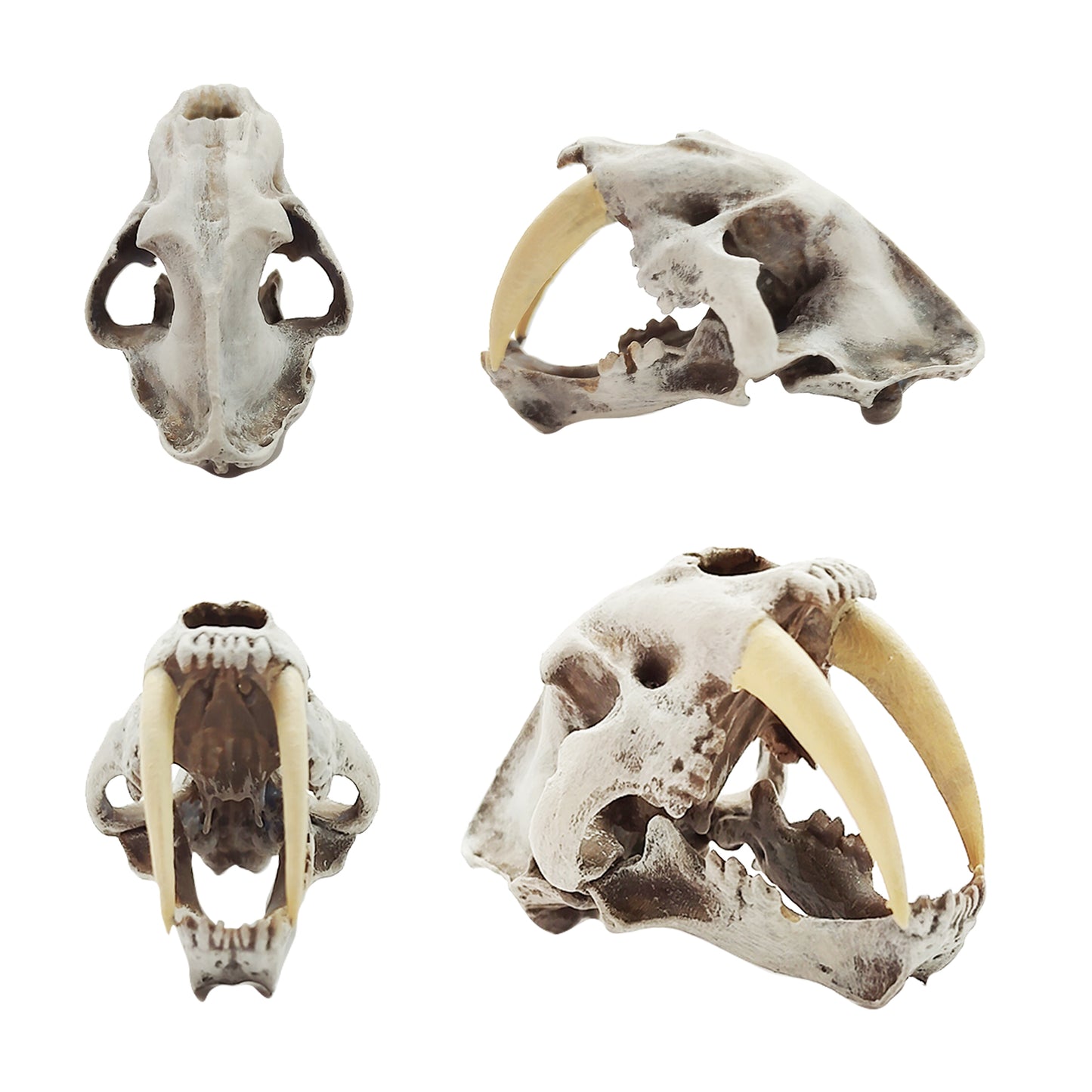 Saber Tooth Tiger Skull 1:12 scale Replica dollhouse diorama (1 skull)