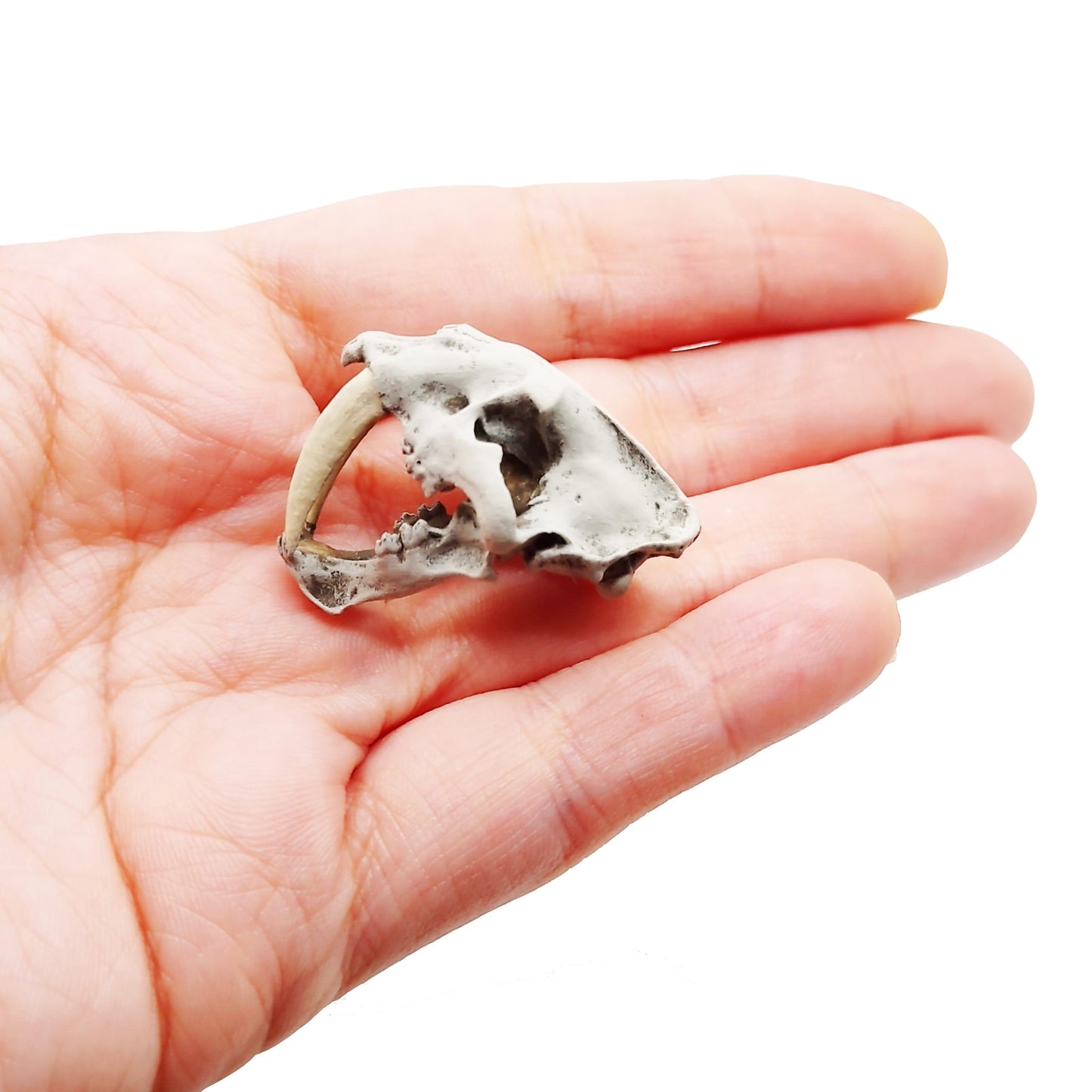 Saber Tooth Tiger Skull 1:12 scale Replica dollhouse diorama (1 skull)