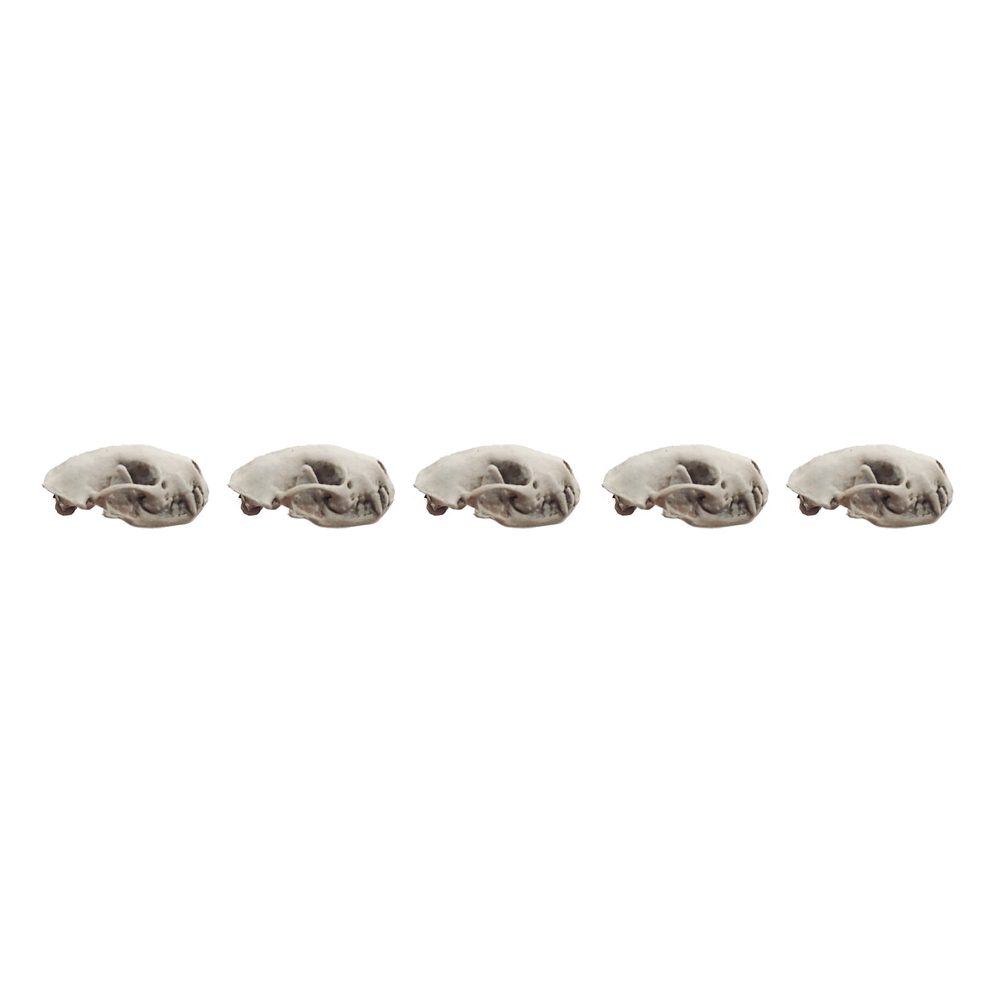 Skunk Skull Replica