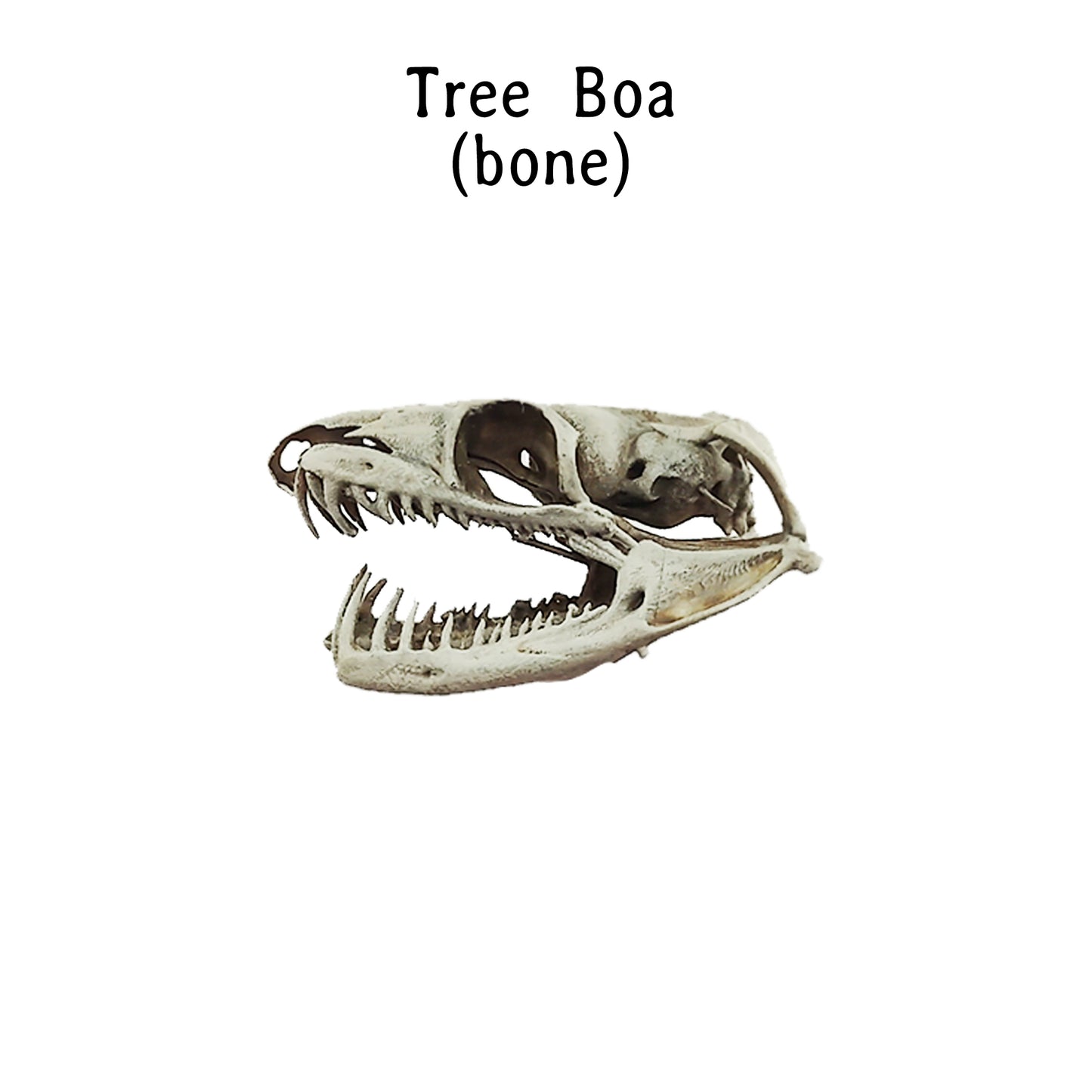 Emerald Tree Boa Snake Skull Replica