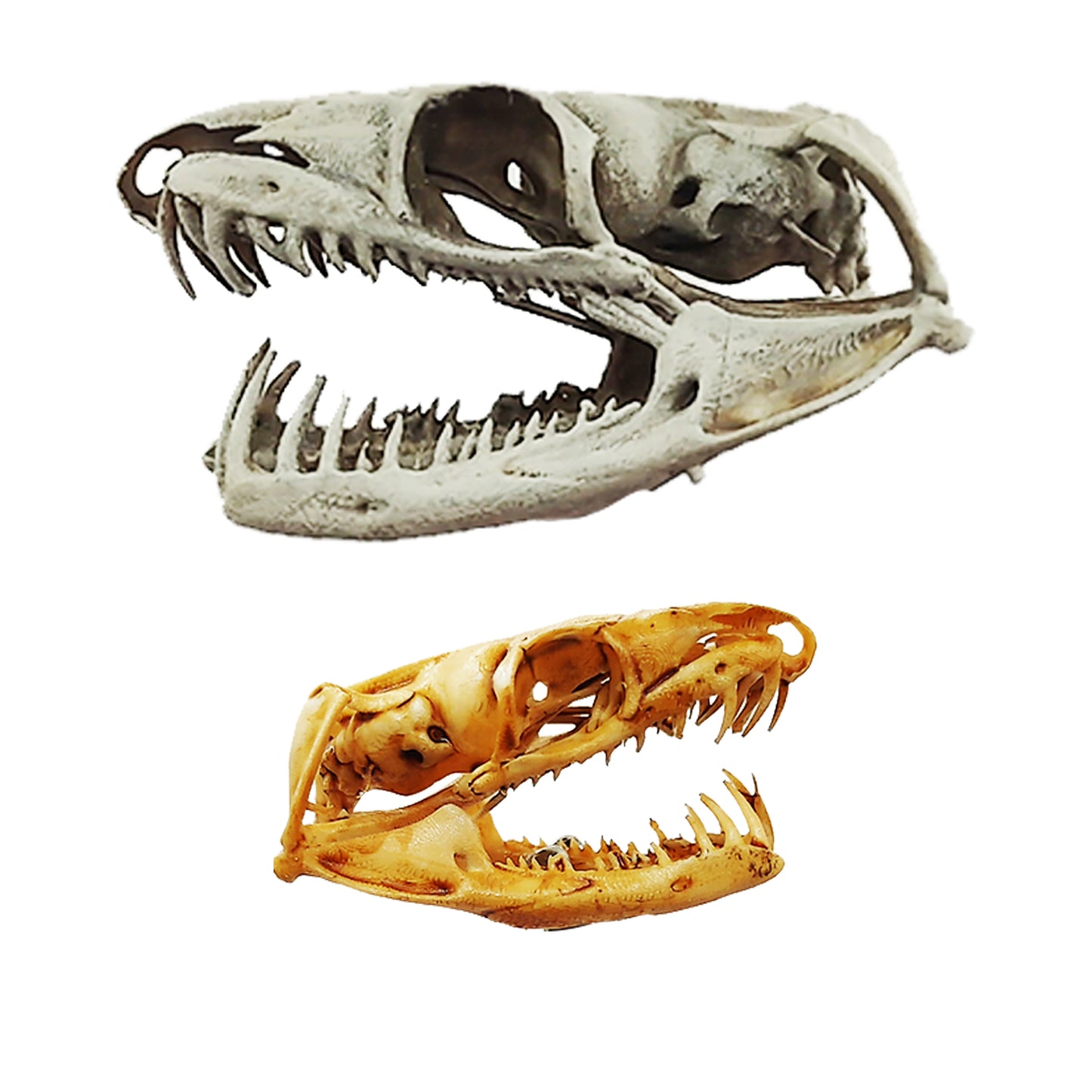 Tree Boa Miniature Snake Skull