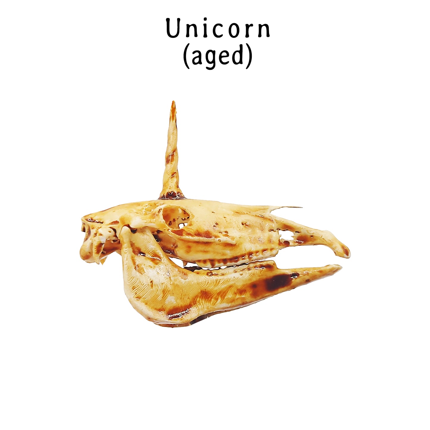 Unicorn Skull Replica