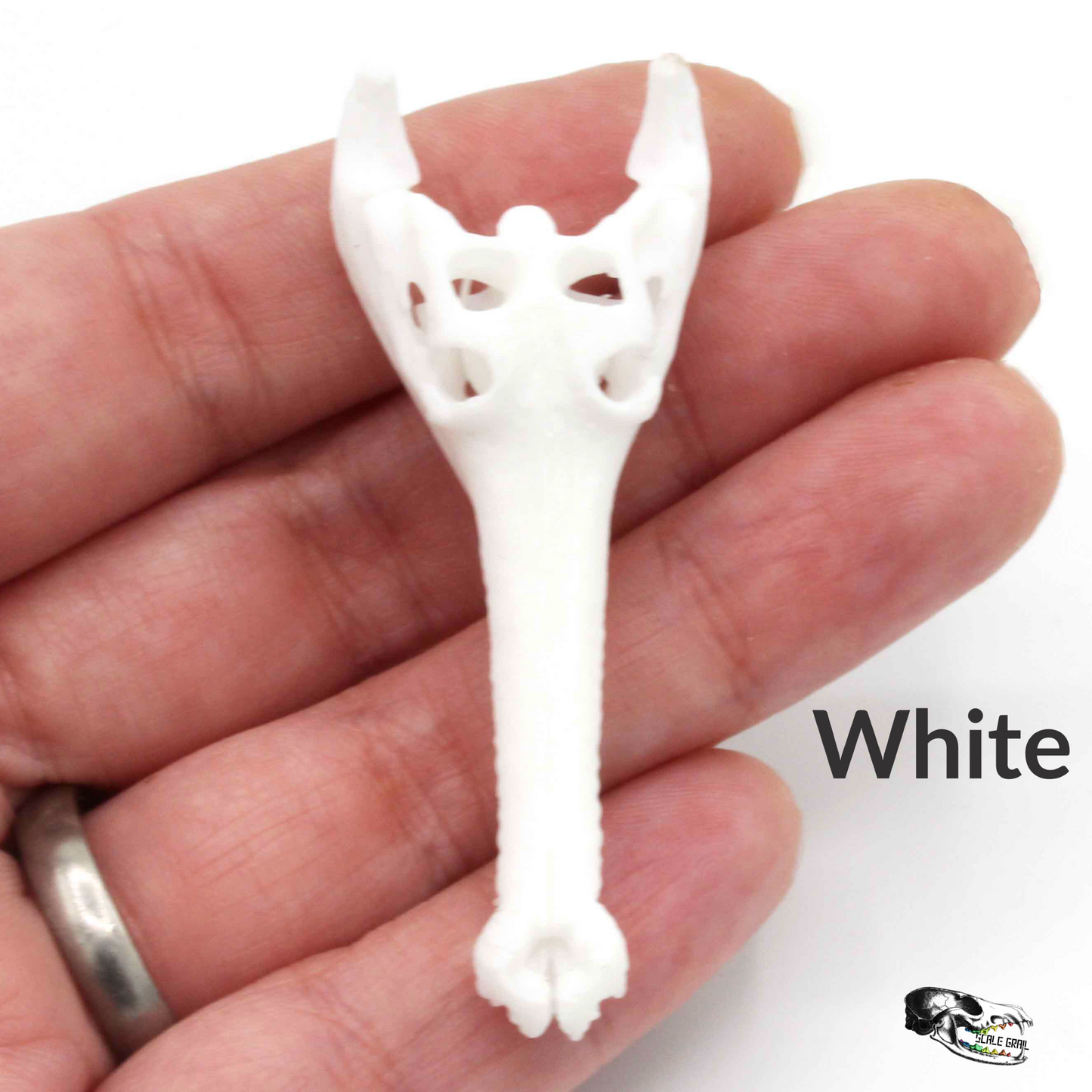 1:12 scale Gharial Skull 1:12 Scale replica reptile miniature for dollhouse diorama art craft supplies (1 skull) miniature side view — The Scale Grail