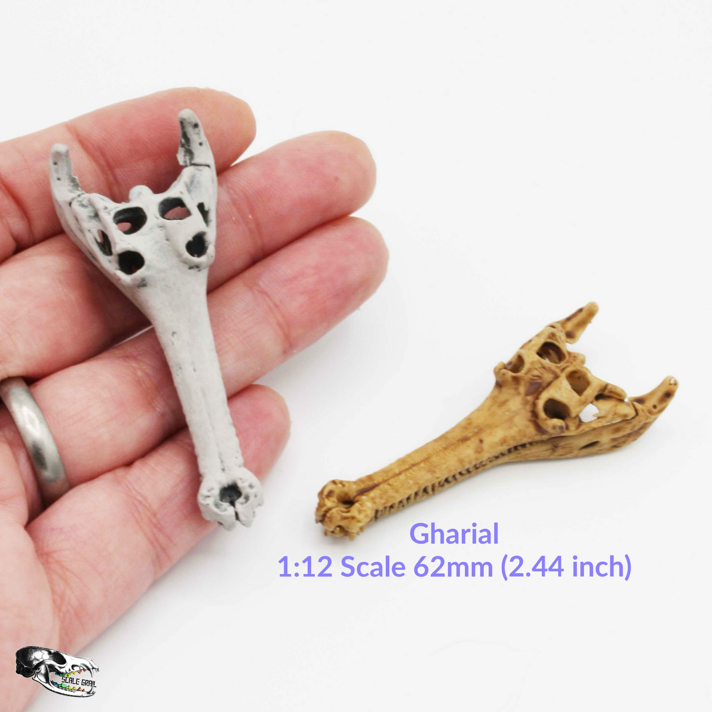 1:12 scale Gharial Skull 1:12 Scale replica reptile miniature for dollhouse diorama art craft supplies (1 skull) miniature — handmade resin scale model by The Scale Grail