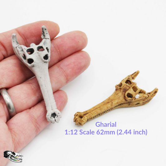 1:12 scale Gharial Skull 1:12 Scale replica reptile miniature for dollhouse diorama art craft supplies (1 skull) miniature — handmade resin scale model by The Scale Grail