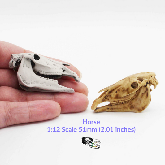 Miniature Horse Skull Miniature, 1:12 Scale Dollhouse Diorama Art and Craft Supplies (1 skull)